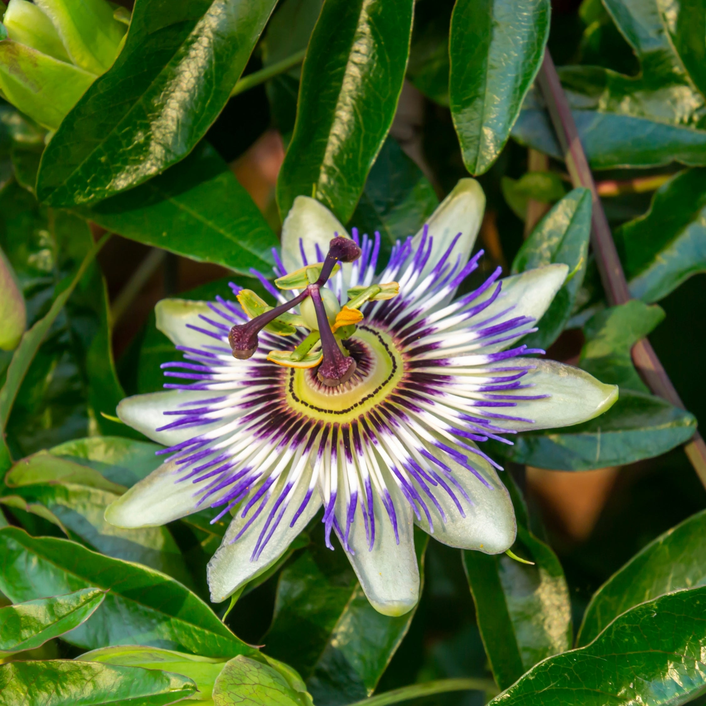Passionsblomst - Sæt med 3 - Passiflora hybridum