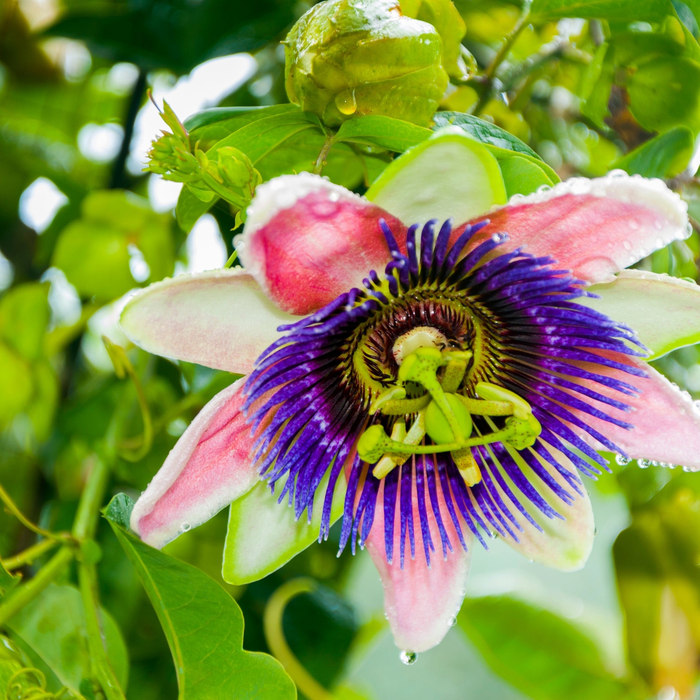 Passionsfrugt - Sæt med 3 - Passiflora edulis 'Frederick'