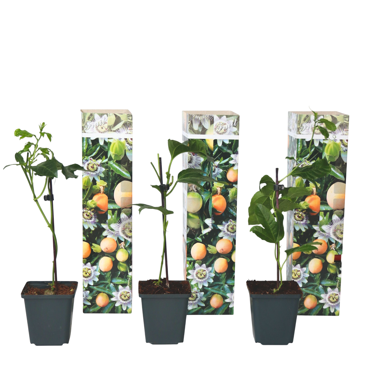 Passionsfrugt - Sæt med 3 - Passiflora edulis 'Frederick'