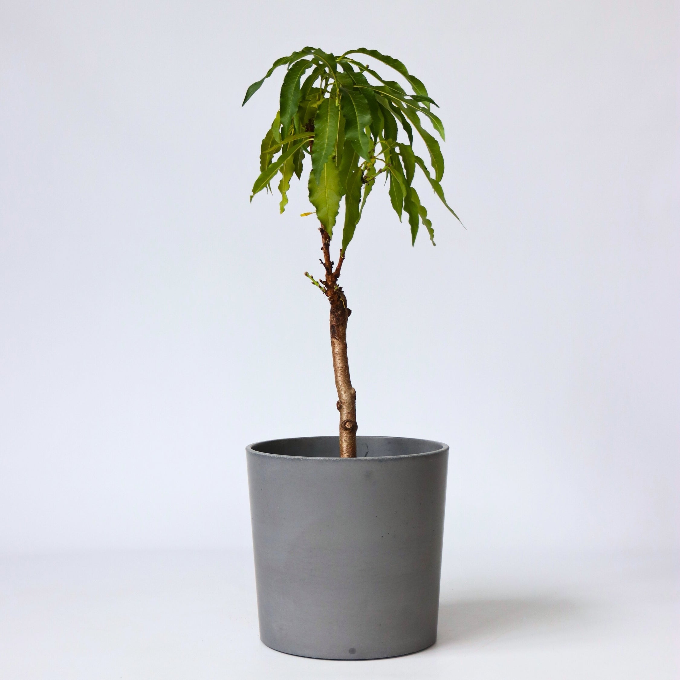 Ferskentræ - Prunus 'Bonanza'