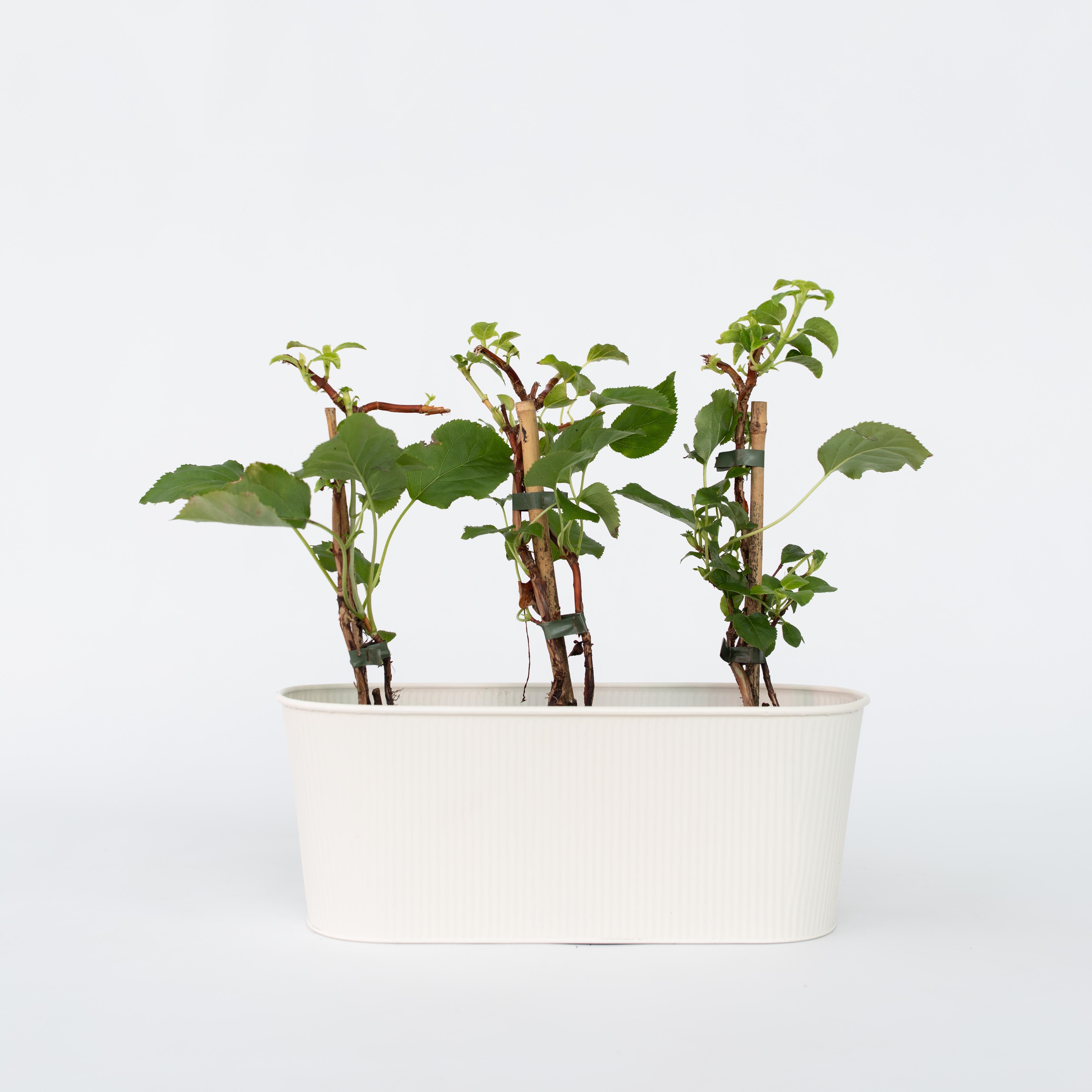 Klatrehortensia - Sæt 3 - Hydrangea anomale petiolaris