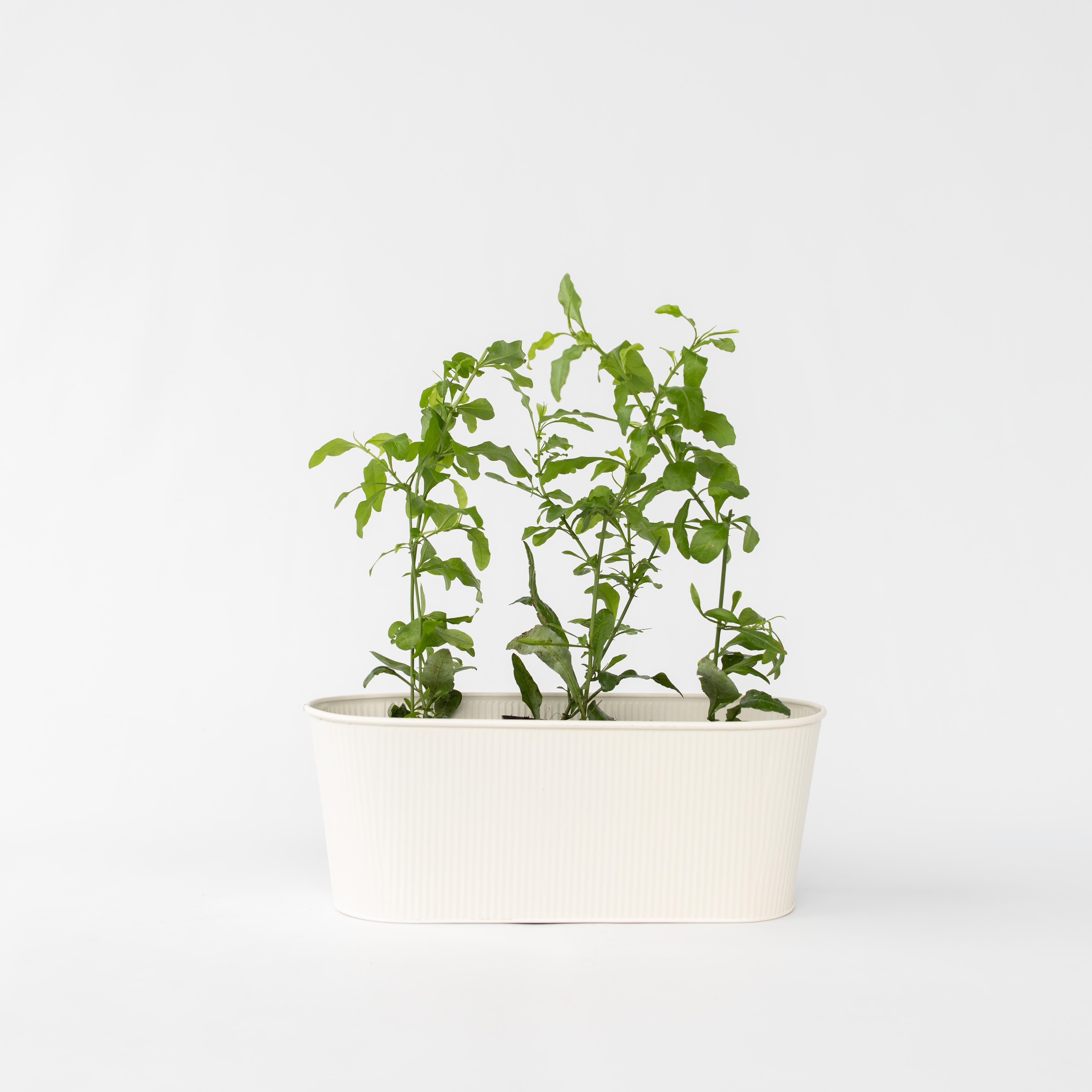 Blyrod - Sæt med 3 - Plumbago auriculata