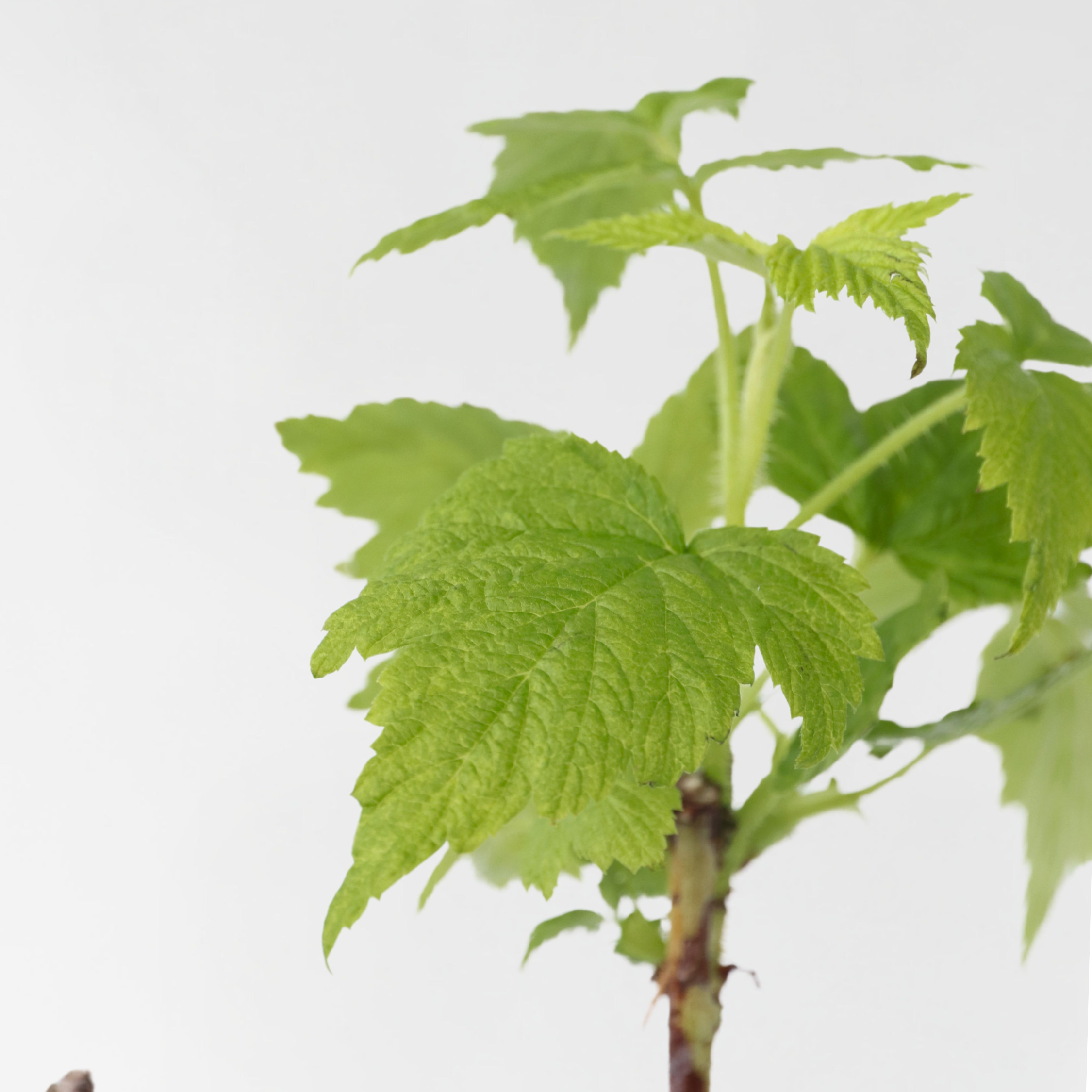 Hindbær plante - Sæt med 3 - Rubus ideaus 'Autumn Bliss'