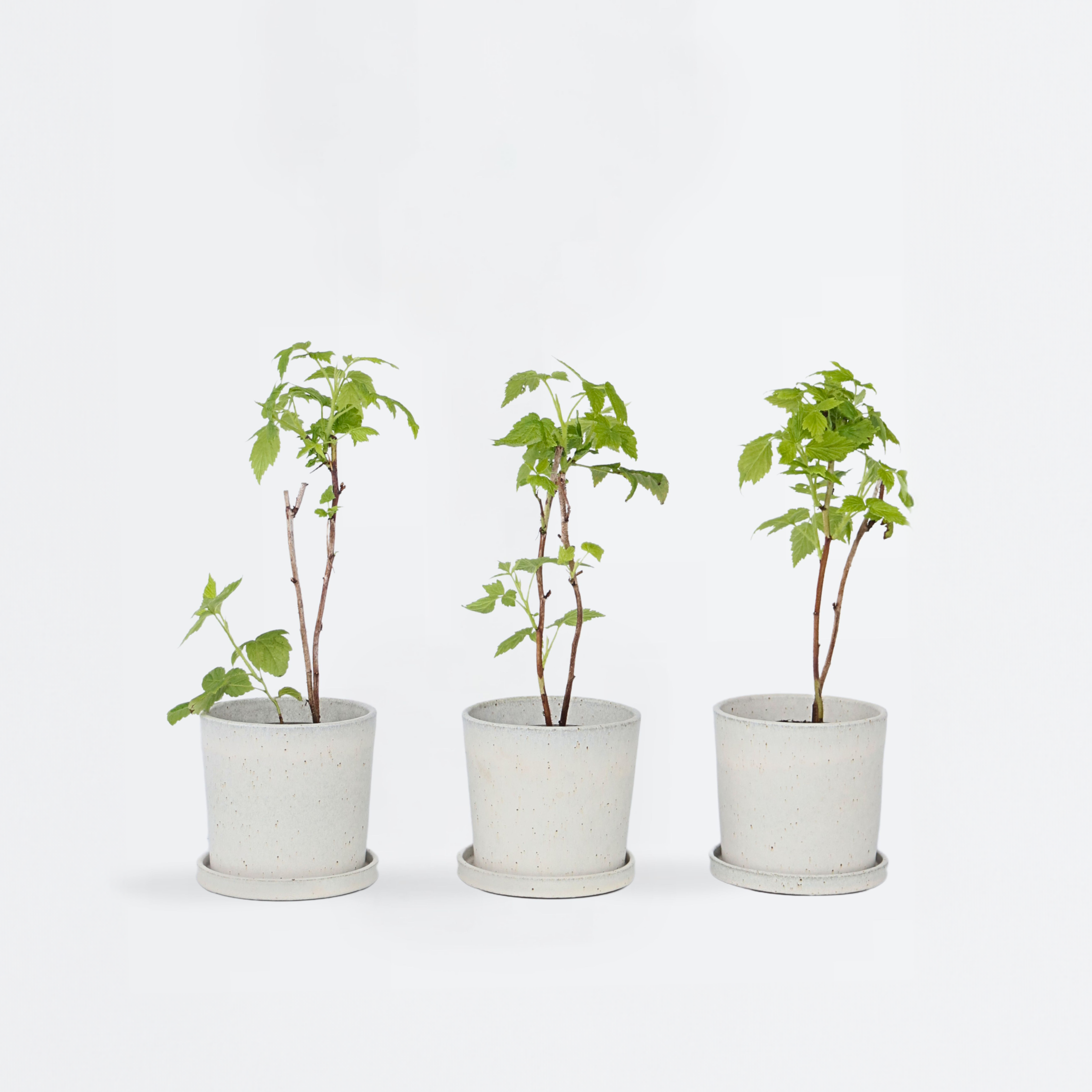 Hindbær plante - Sæt med 3 - Rubus ideaus 'Autumn Bliss'