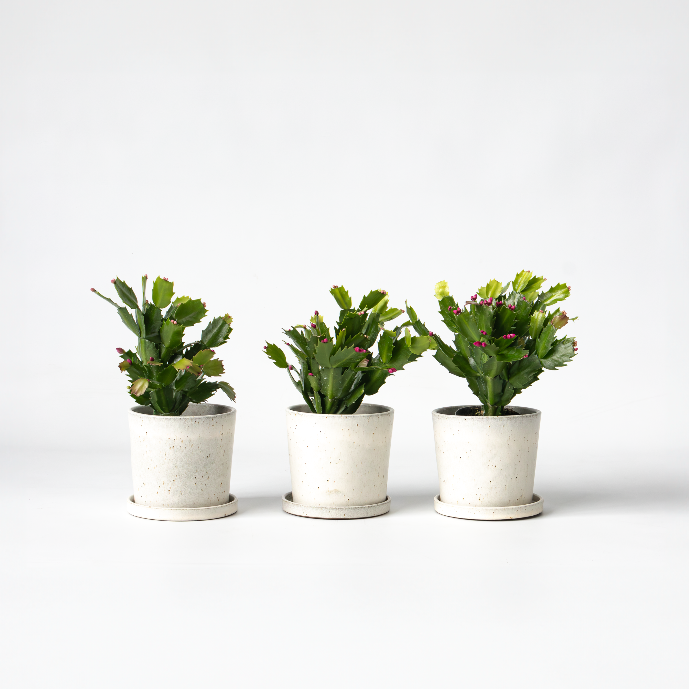 Novemberkaktus - Sæt med 3 - Schlumbergera 'Tricolor'