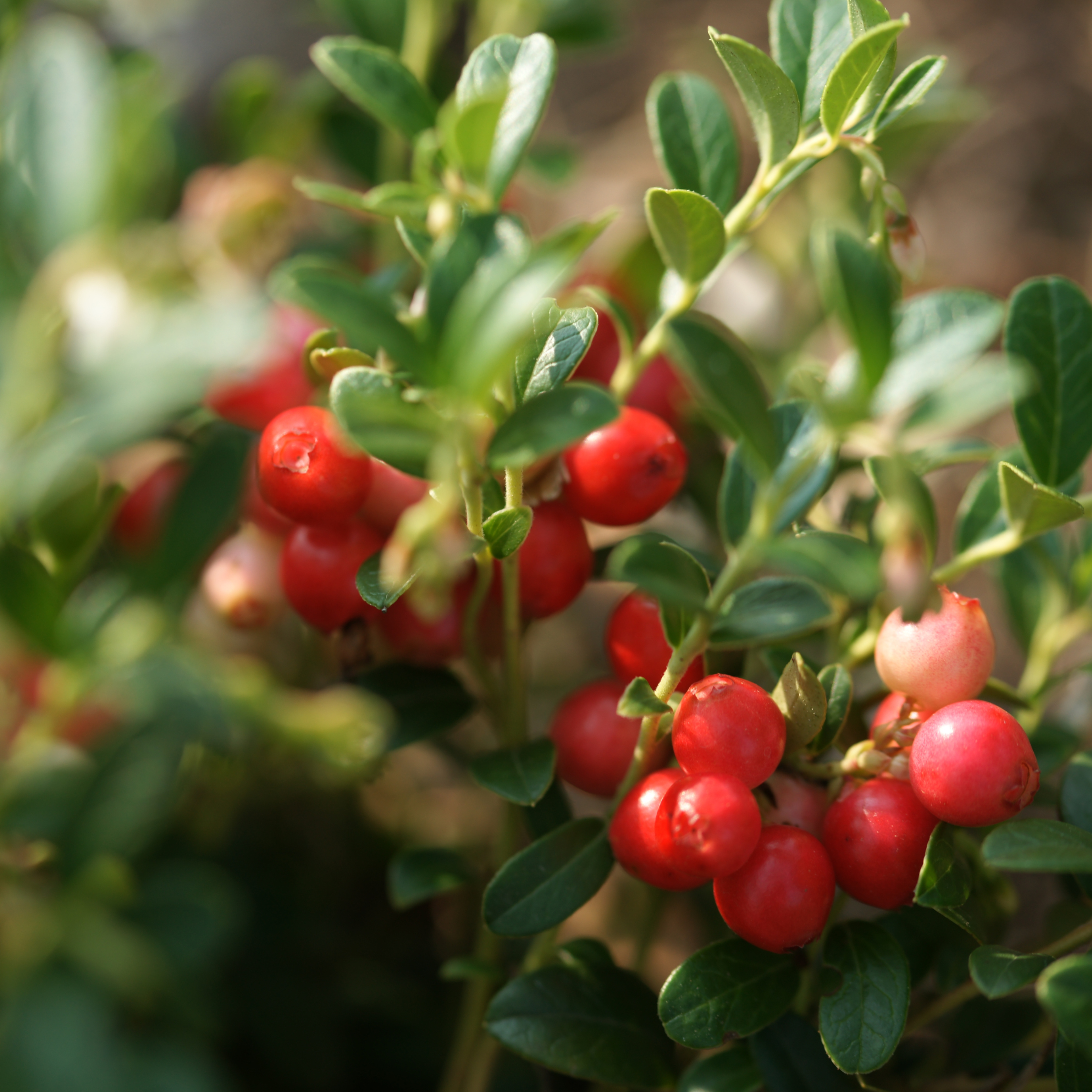 Superfrugt - Sæt med 3 - Actinidia, Vaccinium