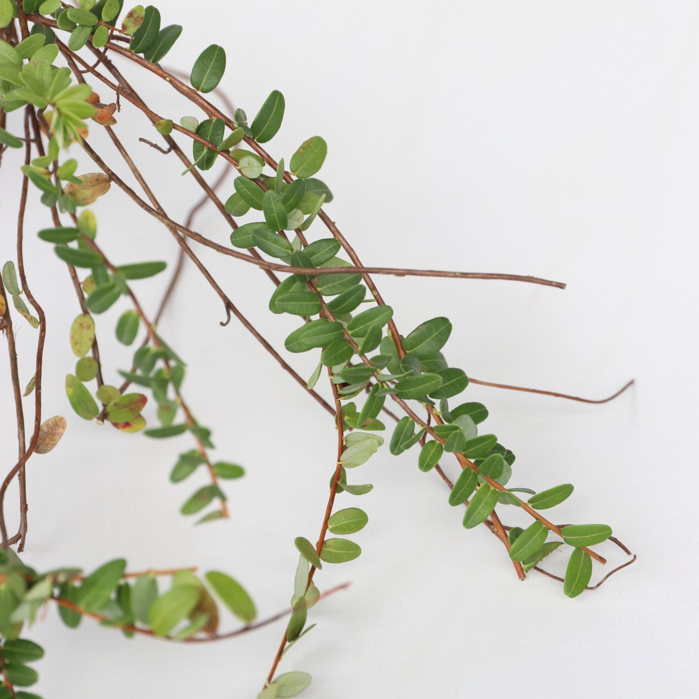 Superfrugt - Sæt med 3 - Actinidia, Vaccinium