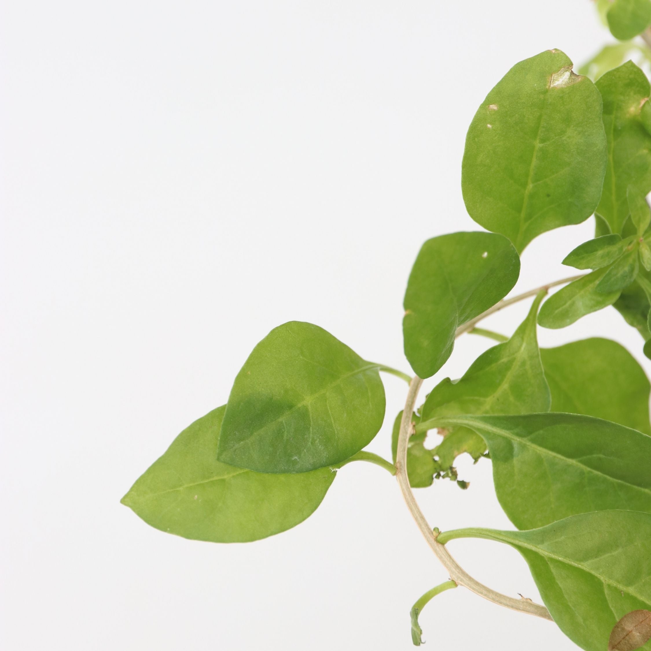 Superfrugt - Sæt med 3 - Actinidia, Vaccinium