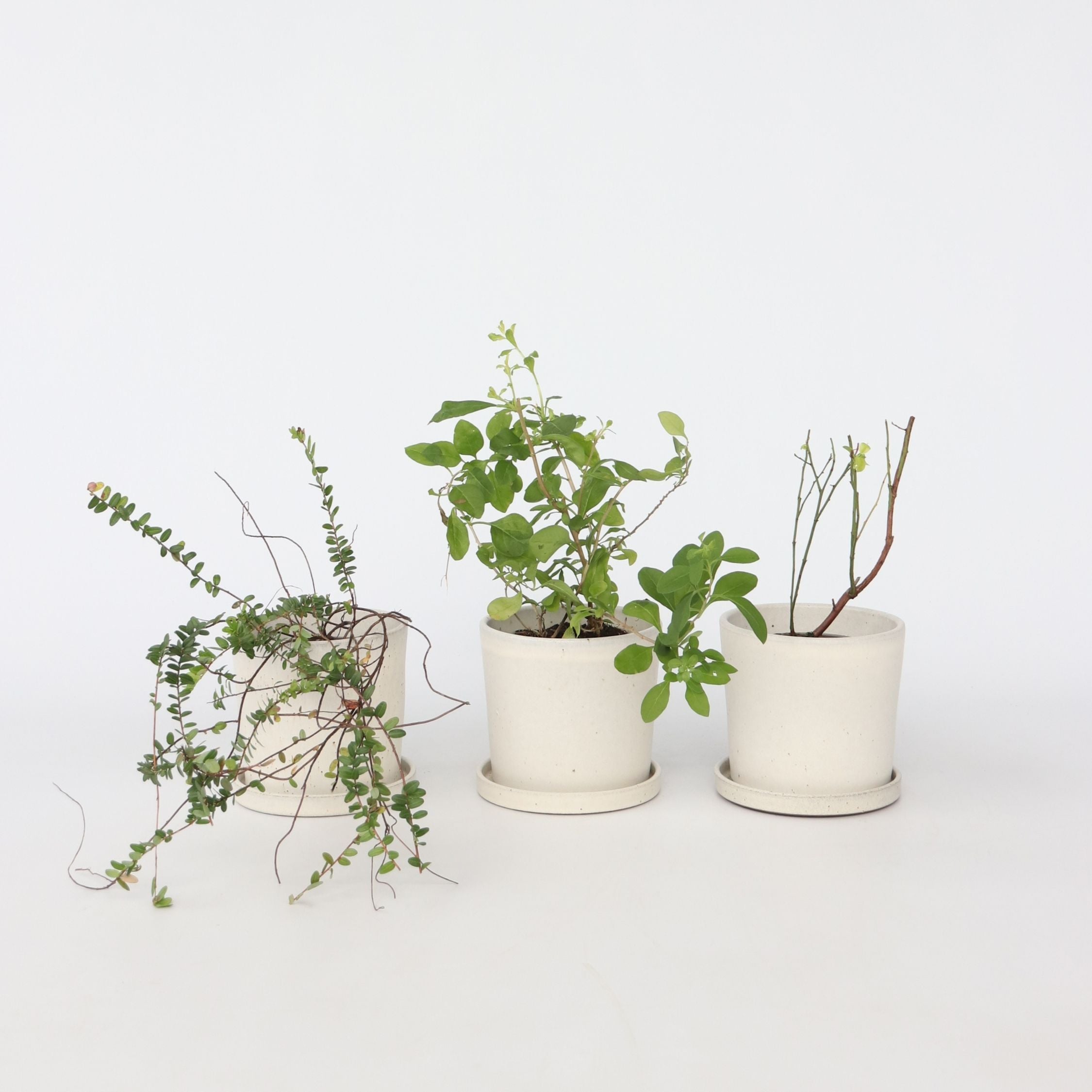 Superfrugt - Sæt med 3 - Actinidia, Vaccinium