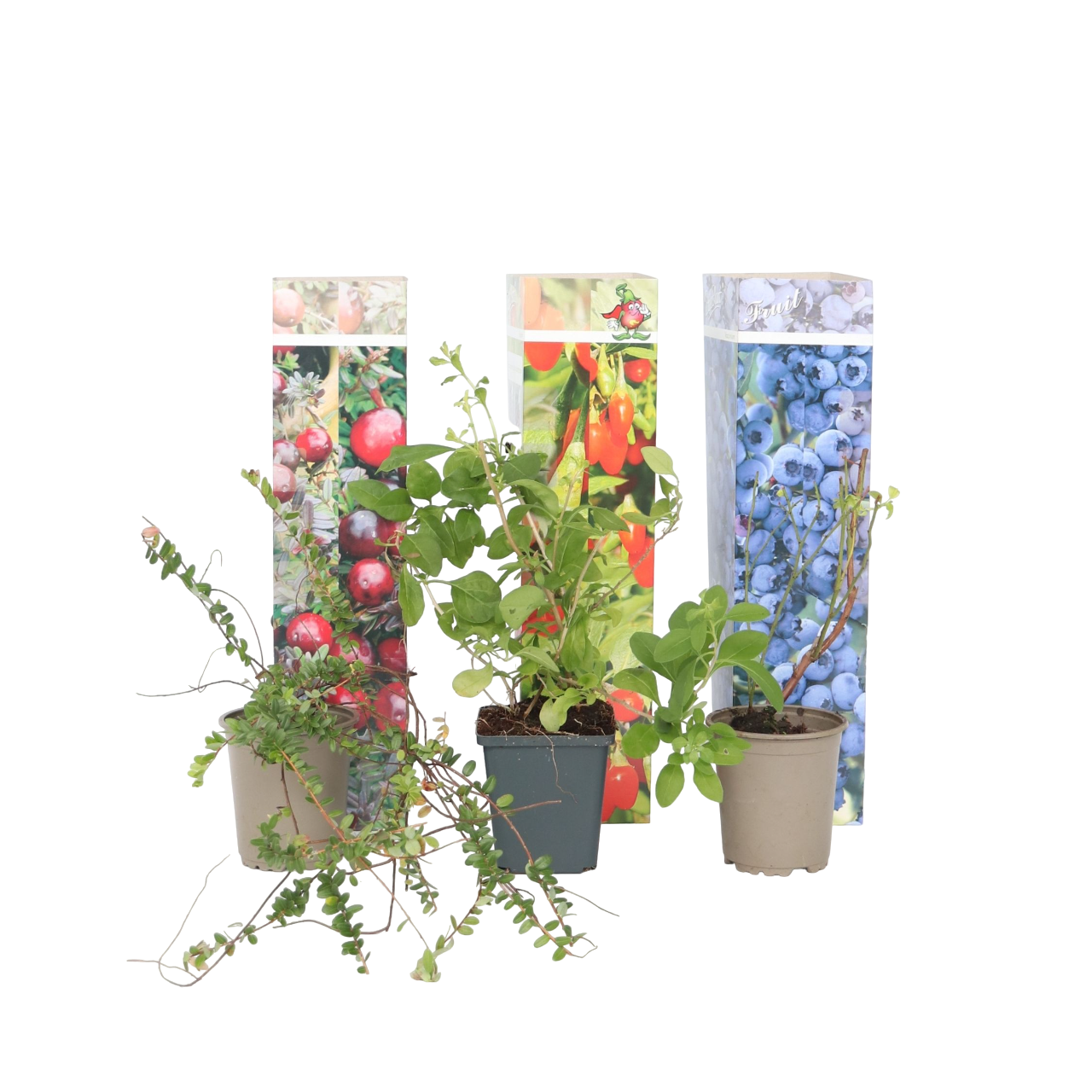 Superfrugt - Sæt med 3 - Actinidia, Vaccinium