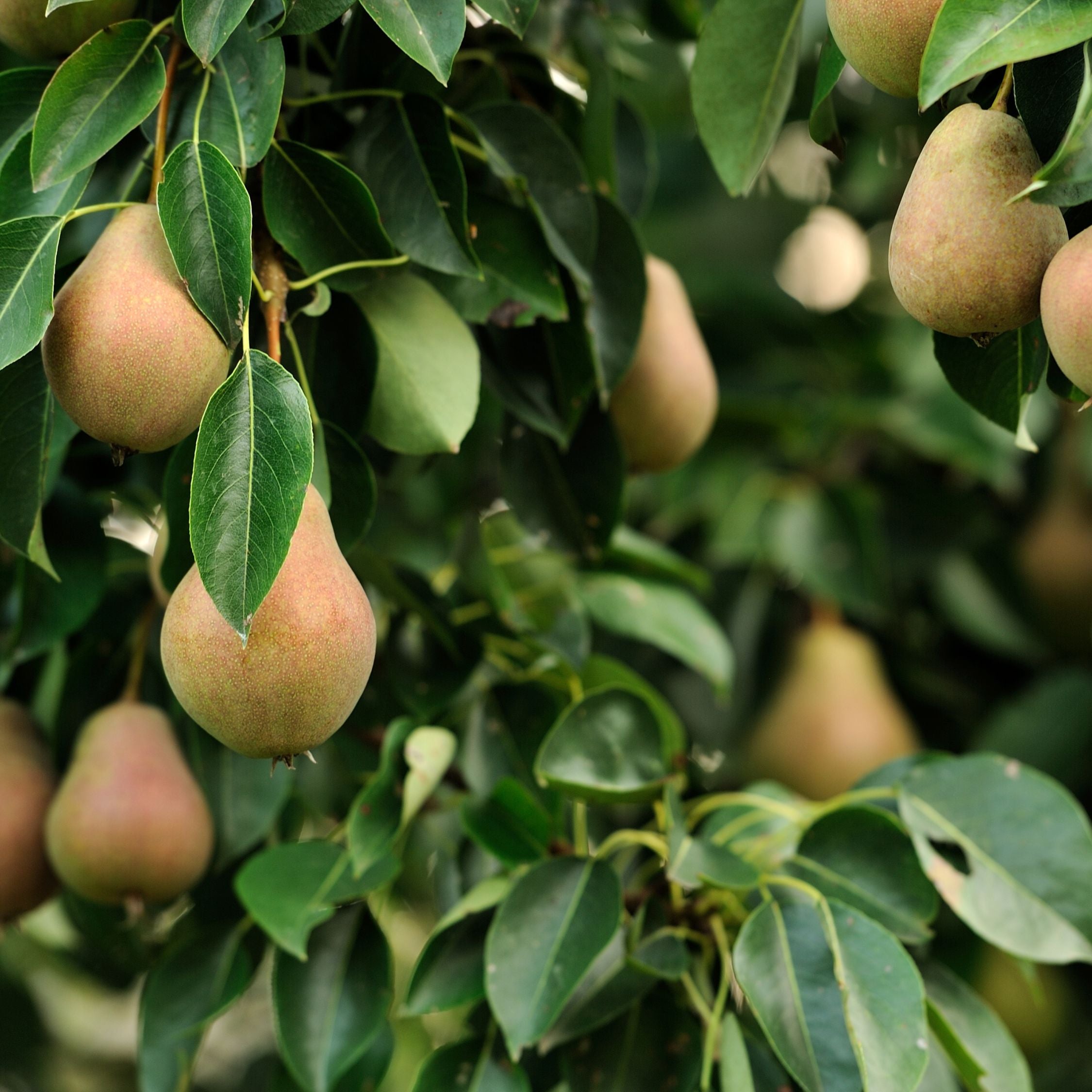 Frugttræer - Sæt med 3 - Sweet Pillar