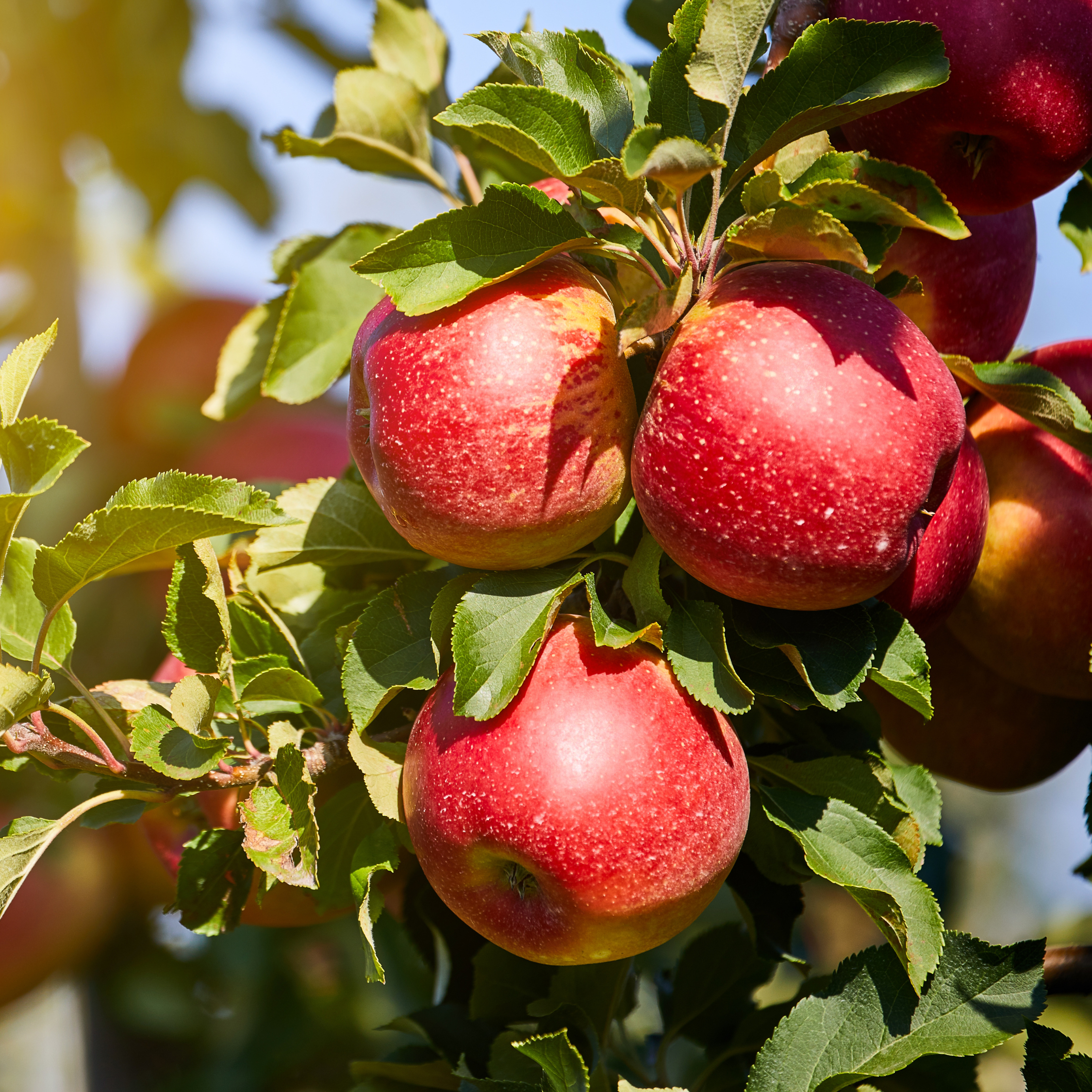 Frugttræer - Sæt med 3 - Sweet Pillar