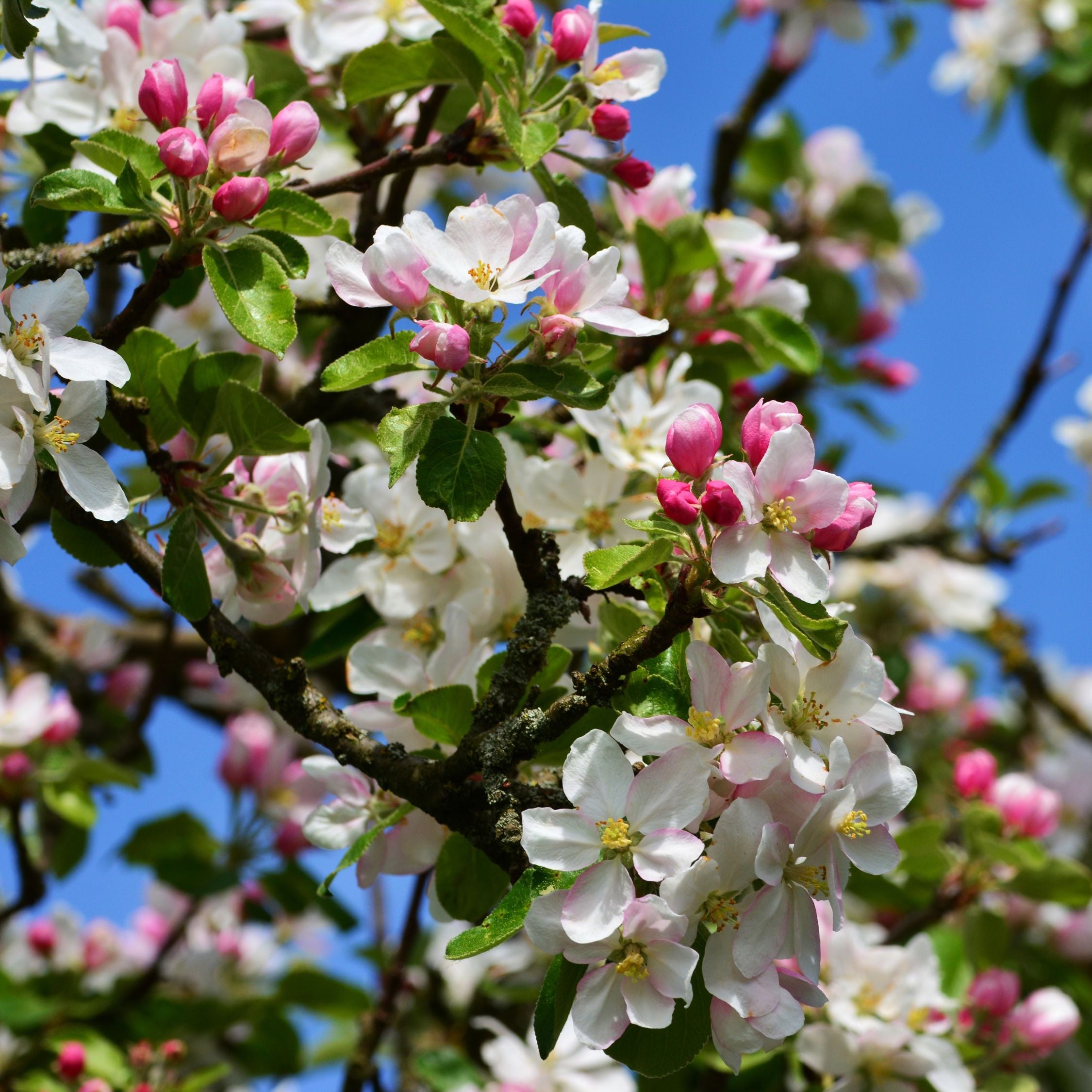 Æbletræ - Sæt med 1 - Malus