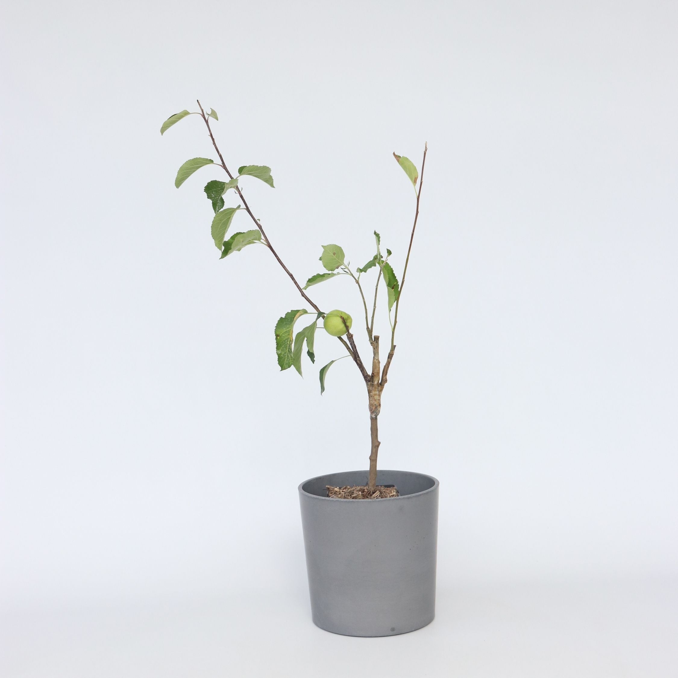 Æbletræ - Sæt med 1 - Malus