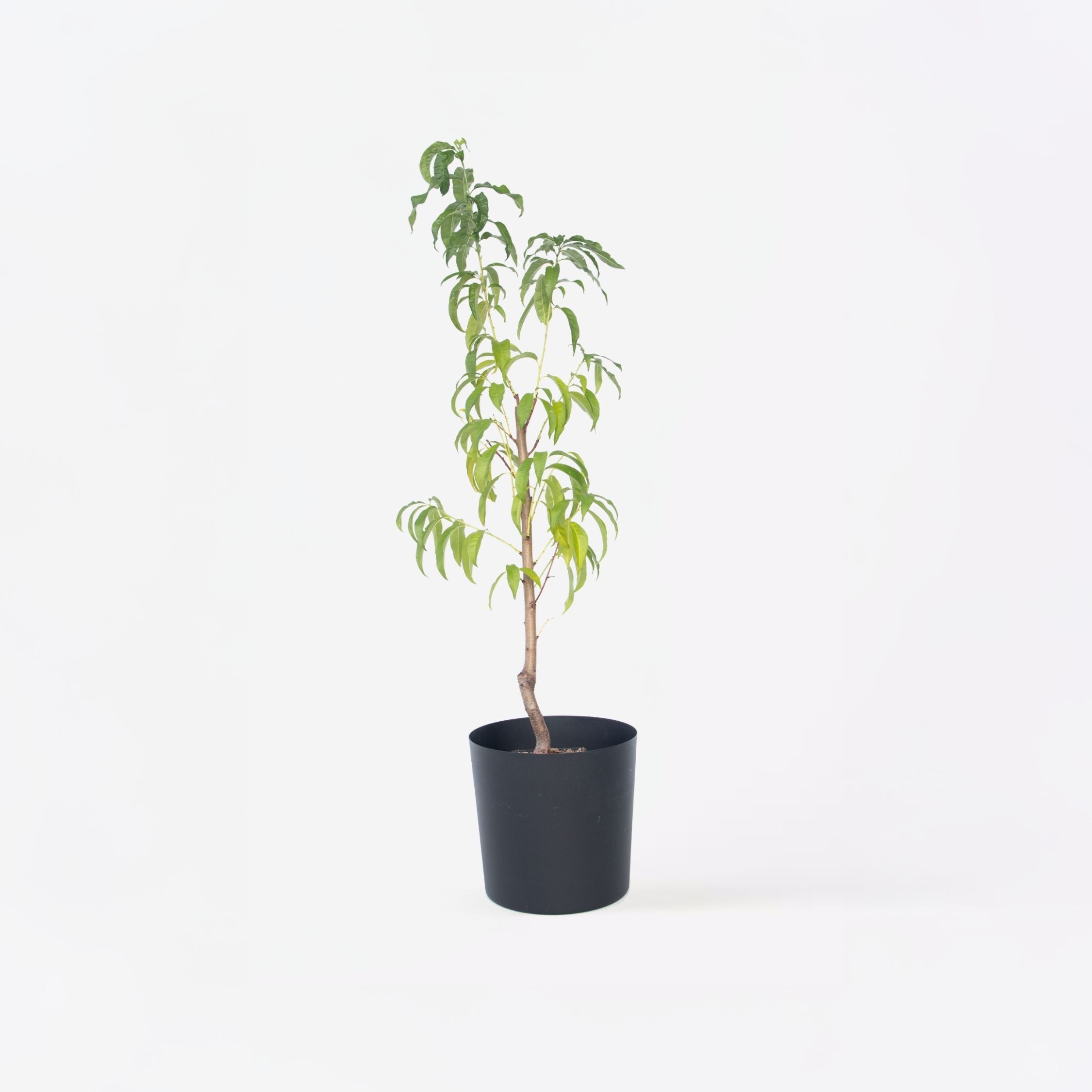 Ferskentræ - Prunus persica 'Saturne'