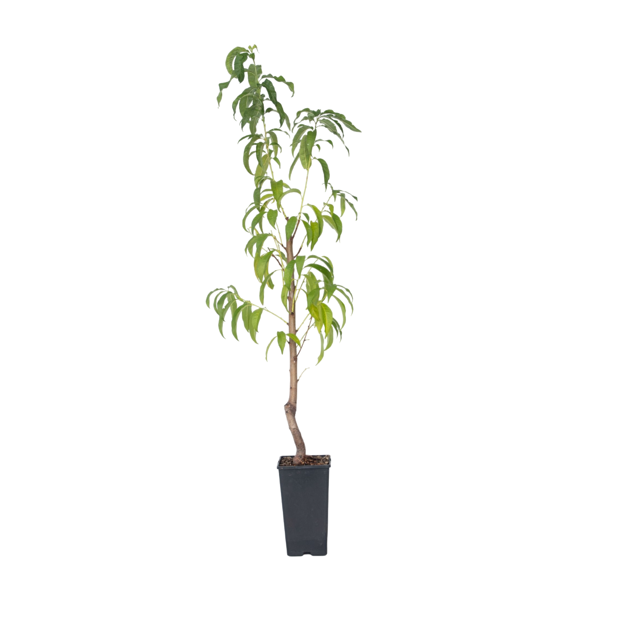 Ferskentræ - Prunus persica 'Saturne'