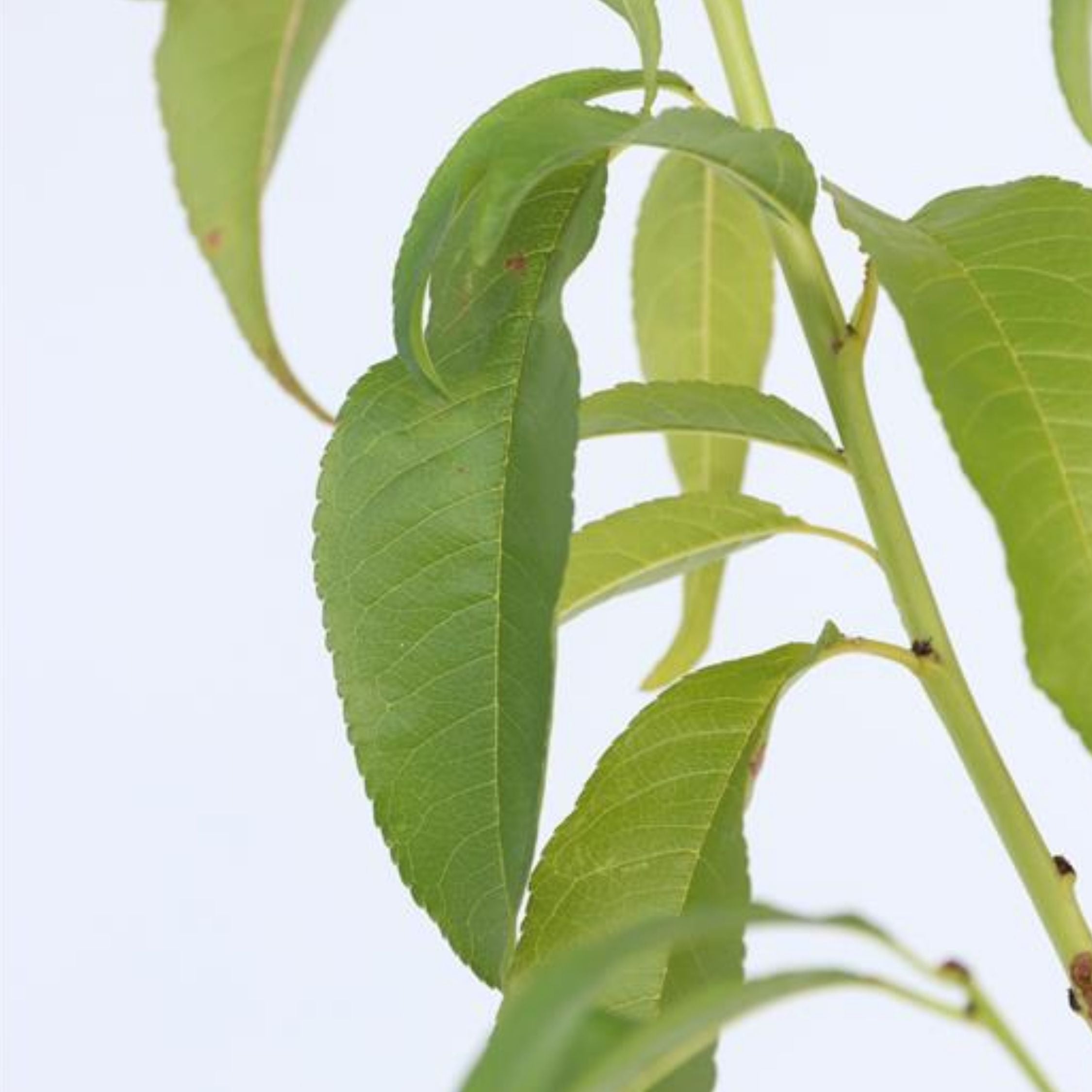 Ferskentræ - Prunus persica 'Saturne'