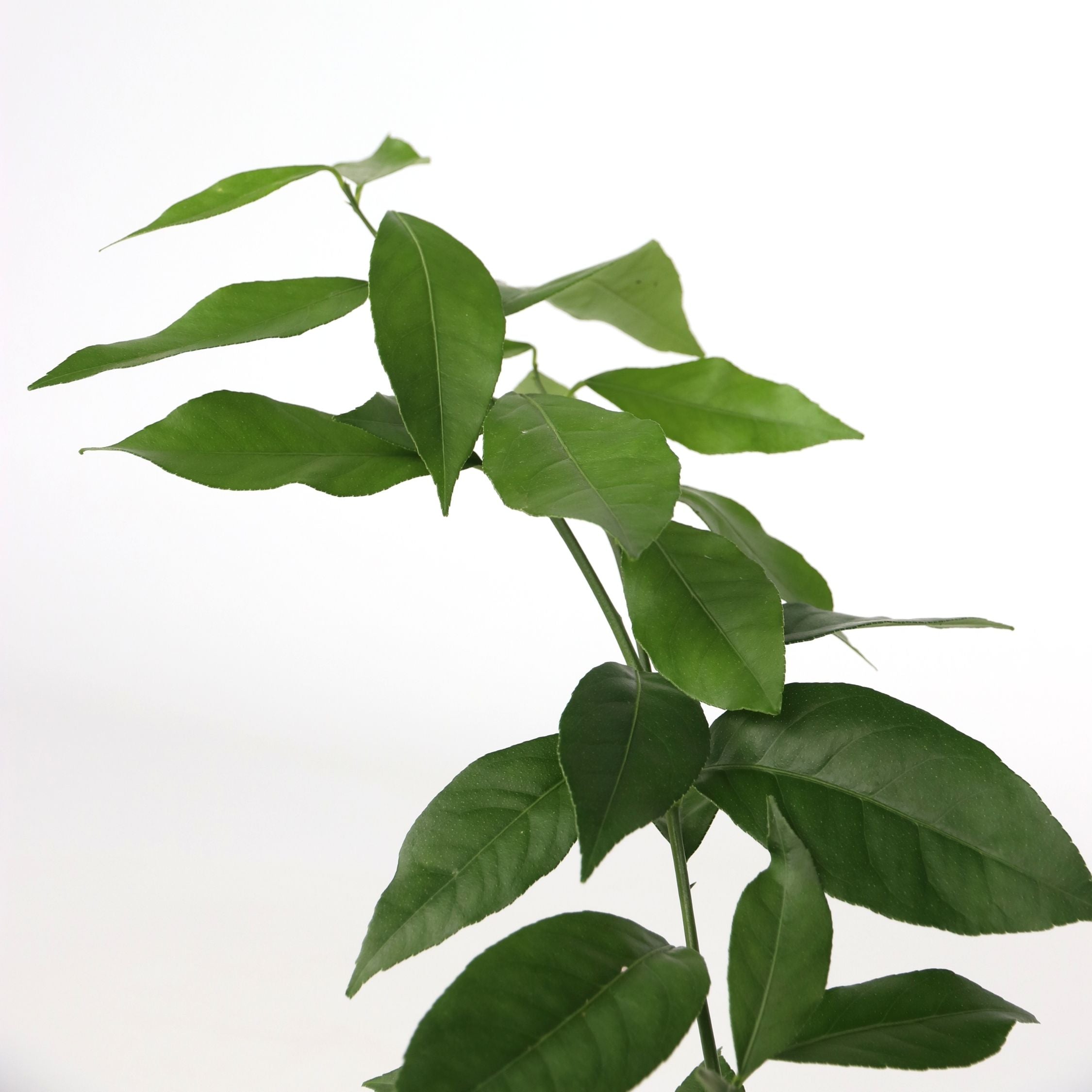 Lime - Sæt med 3 - Citrus aurantifolia