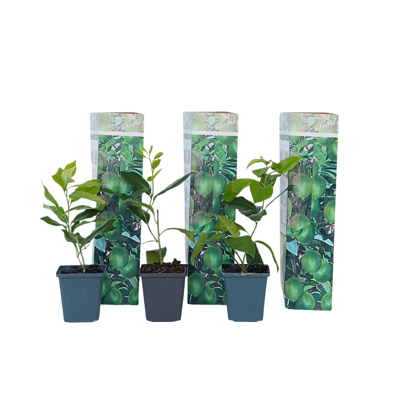 Lime - Sæt med 3 - Citrus aurantifolia