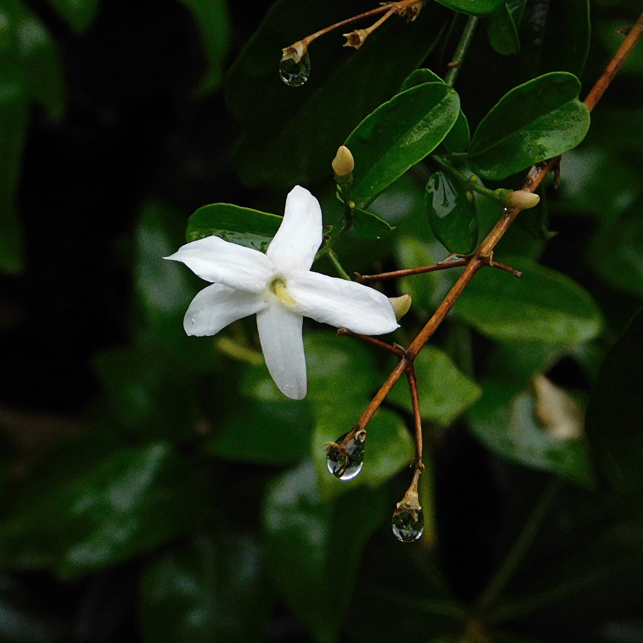 Stjernejasmin - Sæt med 3 - Trachelospermum jasminoides