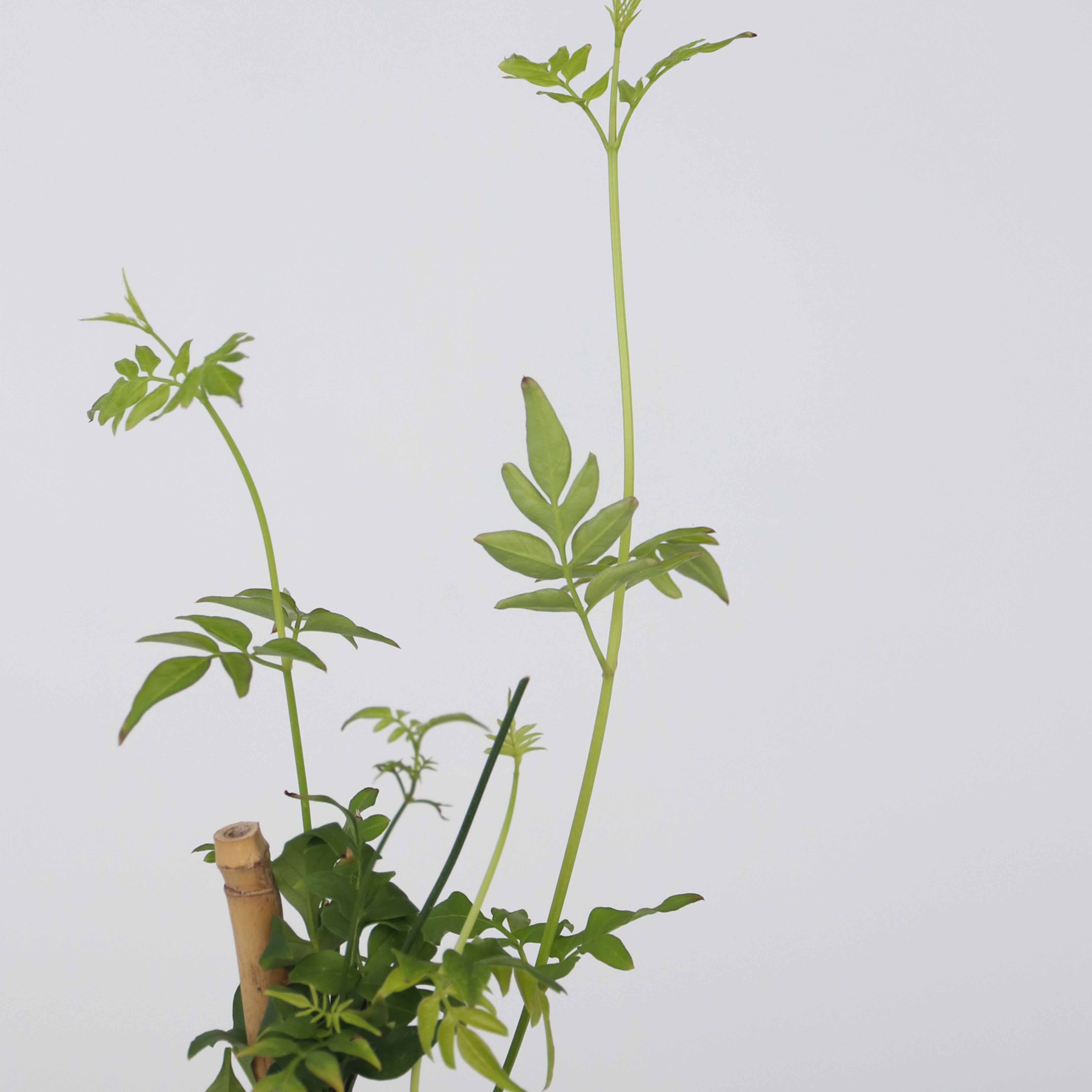 Stjernejasmin - Sæt med 3 - Trachelospermum jasminoides