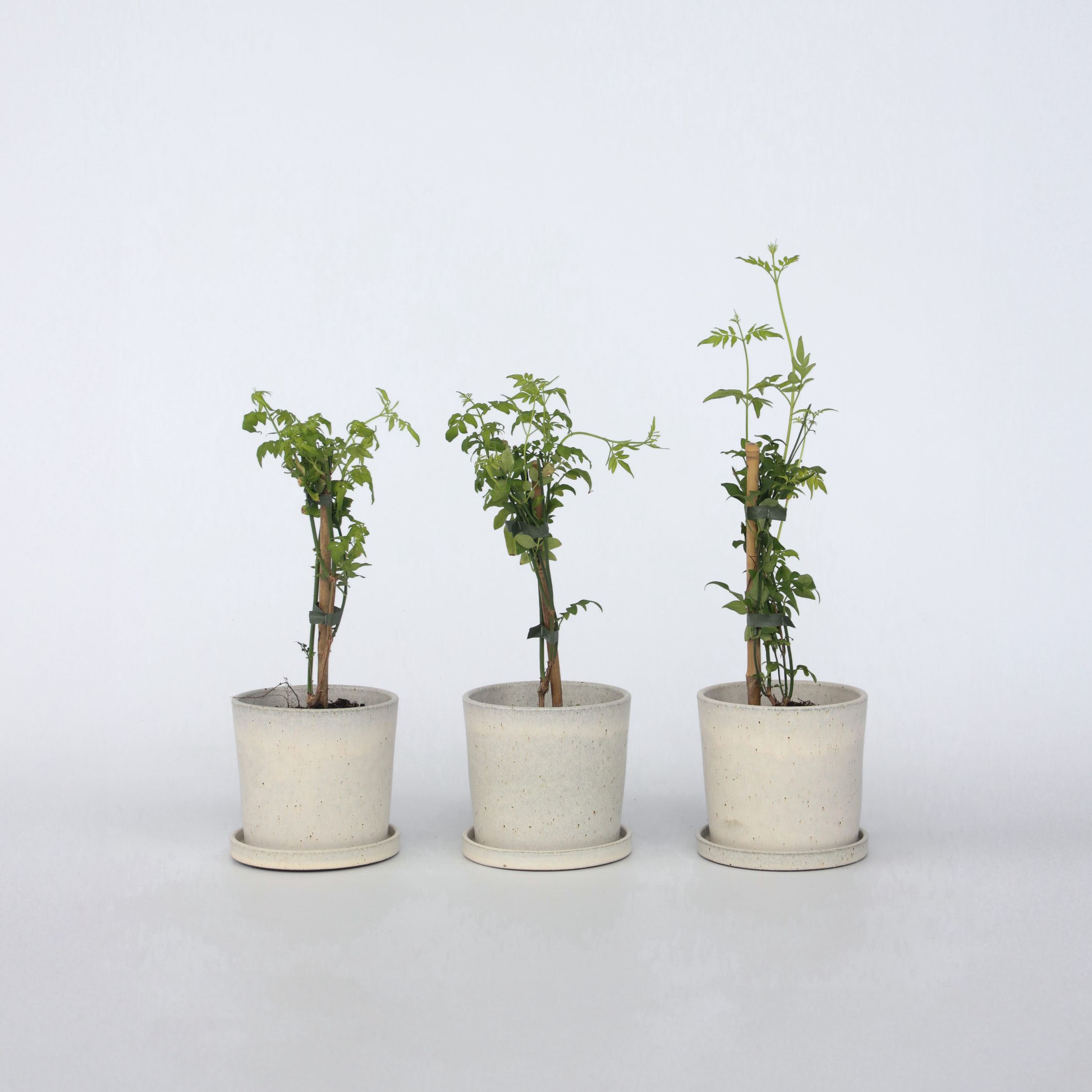 Stjernejasmin - Sæt med 3 - Trachelospermum jasminoides