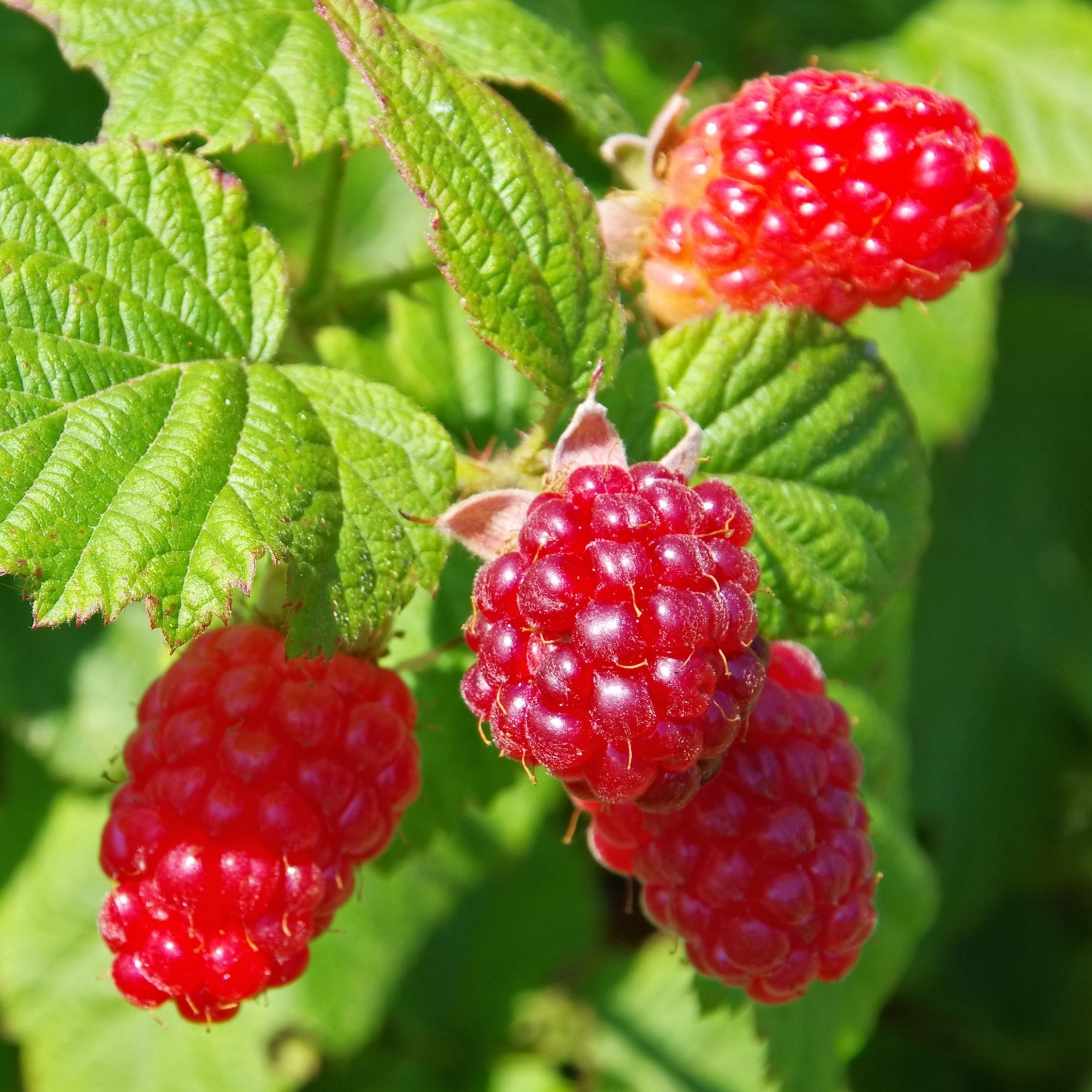 Taybær - Sæt med 3 - Rubus 'Tayberry'