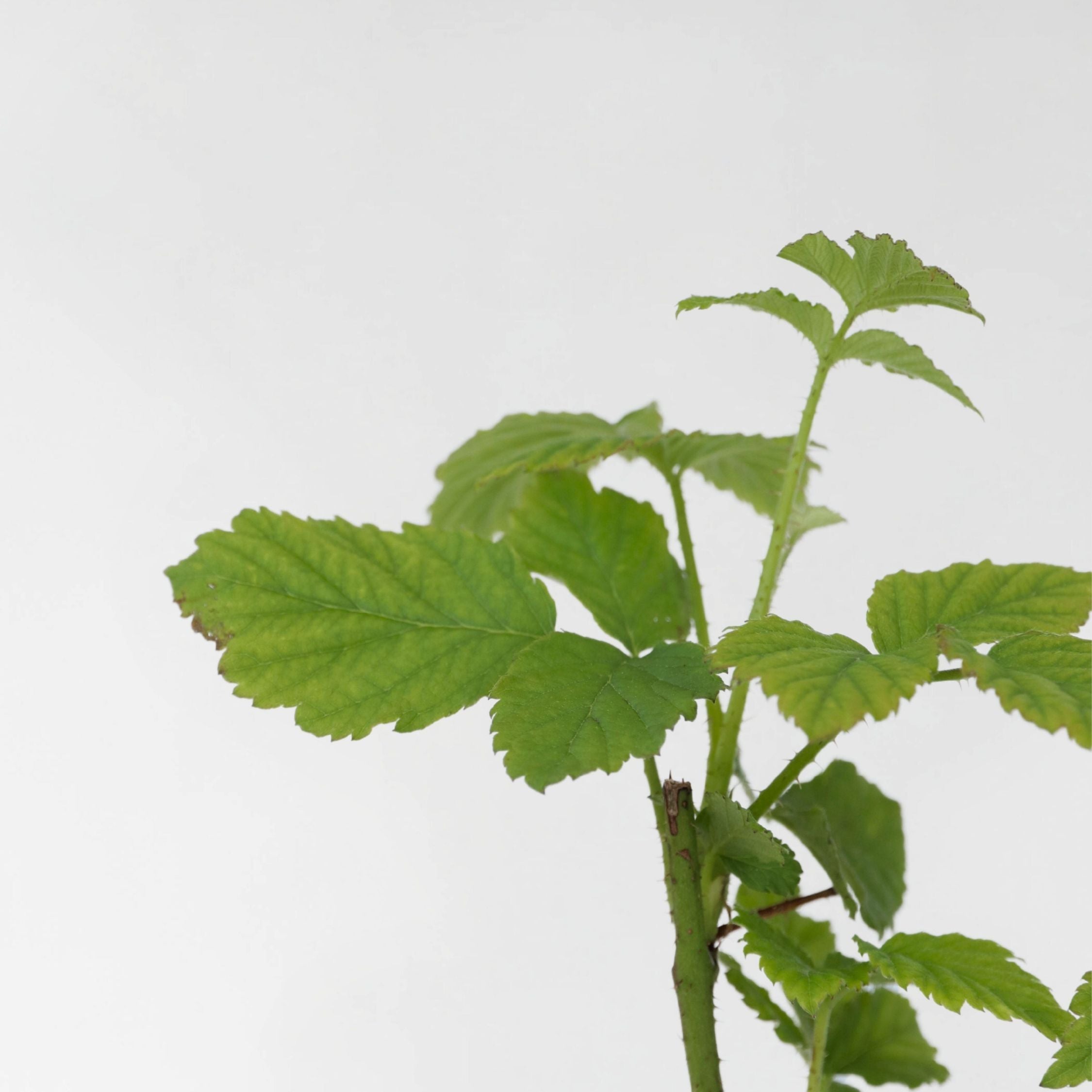 Taybær - Sæt med 3 - Rubus 'Tayberry'