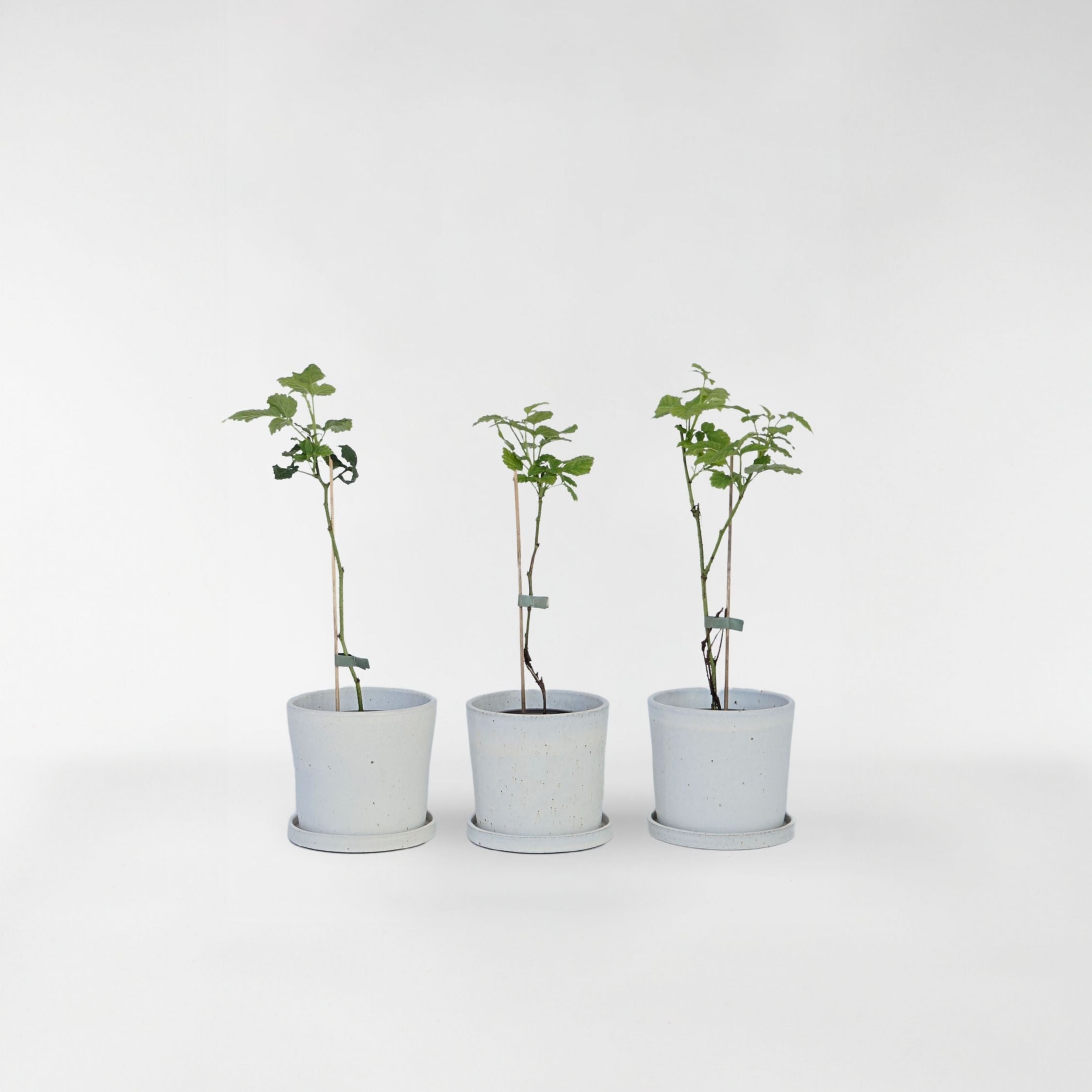 Taybær - Sæt med 3 - Rubus 'Tayberry'