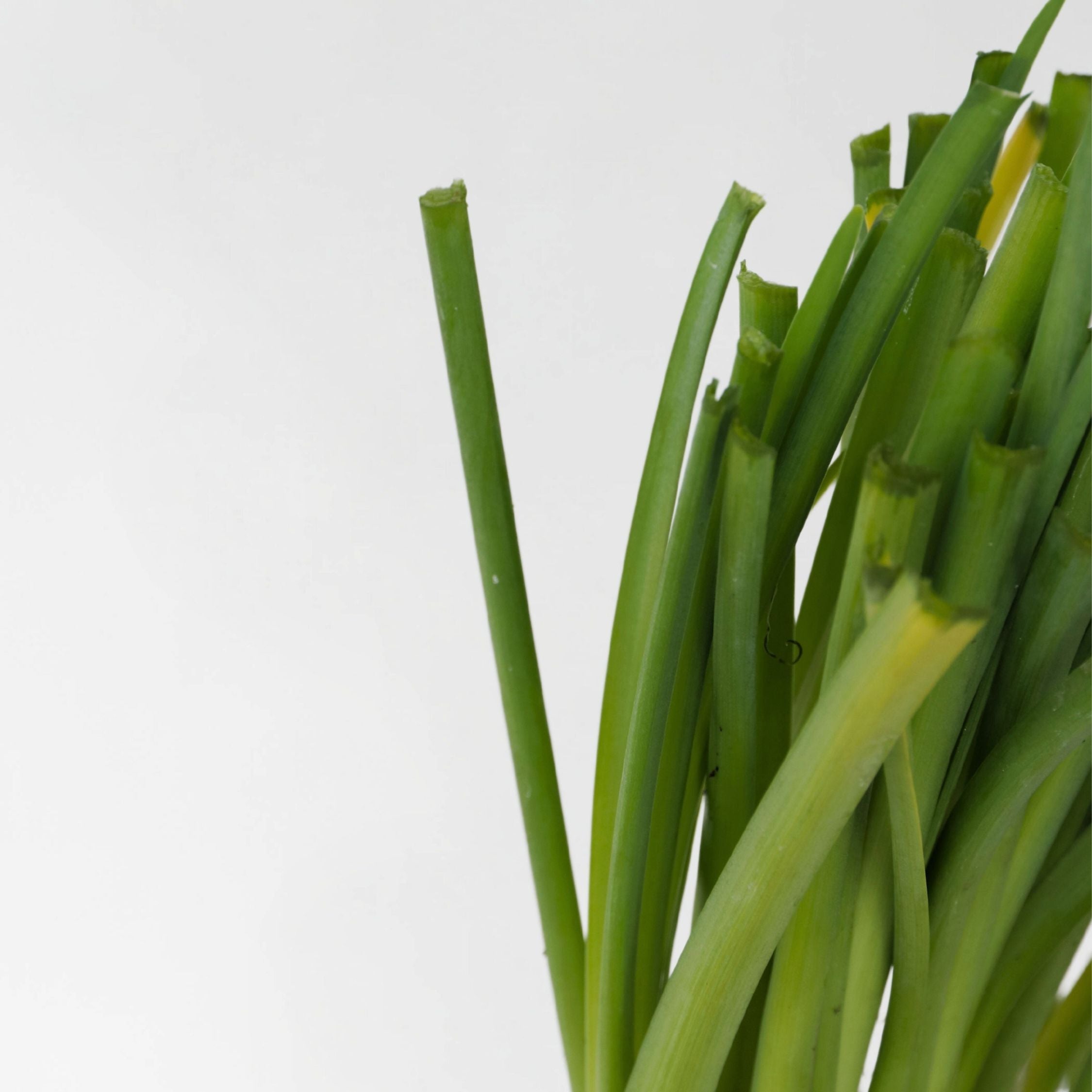 Vild hvidløg - Sæt med 3 - Tulbaghia violacea