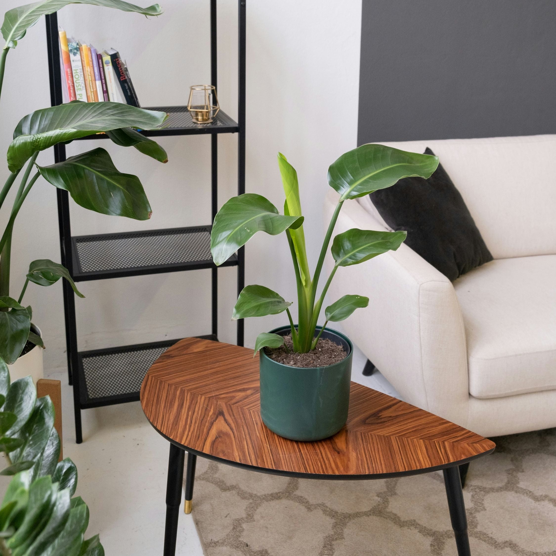 Paradisfugleblomst - Sæt med 3 - Strelitzia reginea