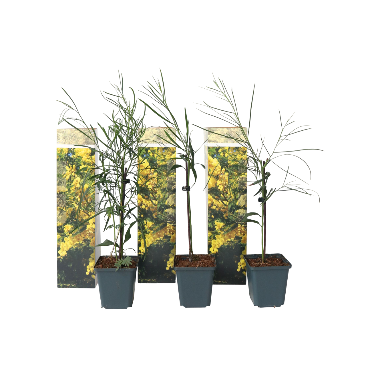 Følsom plante - Sæt med 3 - Mimosa dealbata