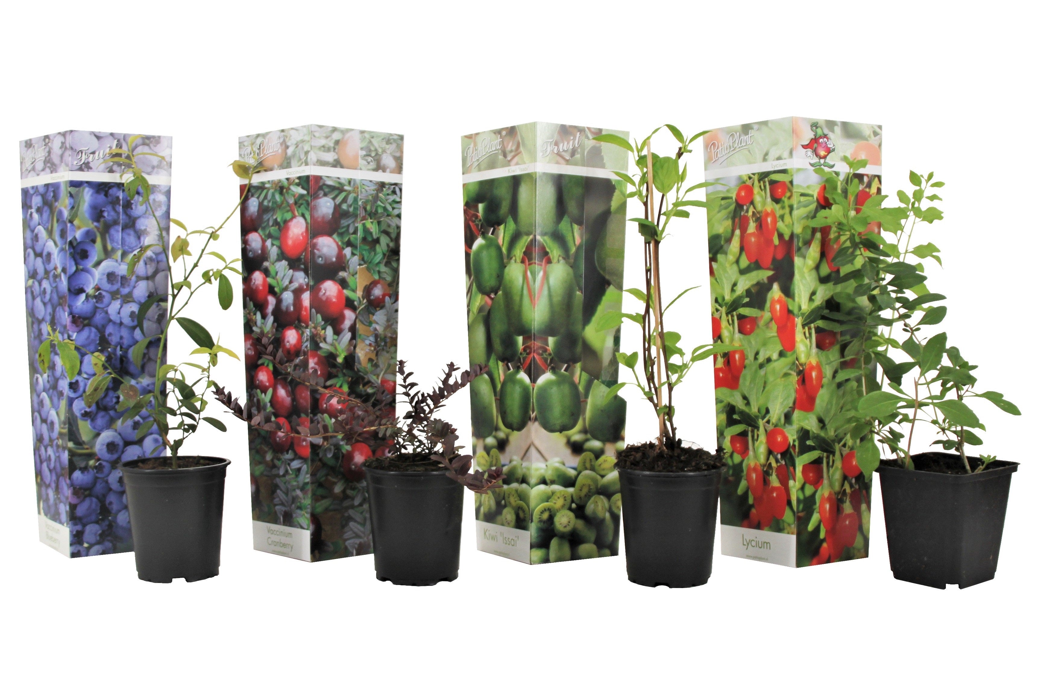 Smoothie frugtplanter mix - Sæt med 4