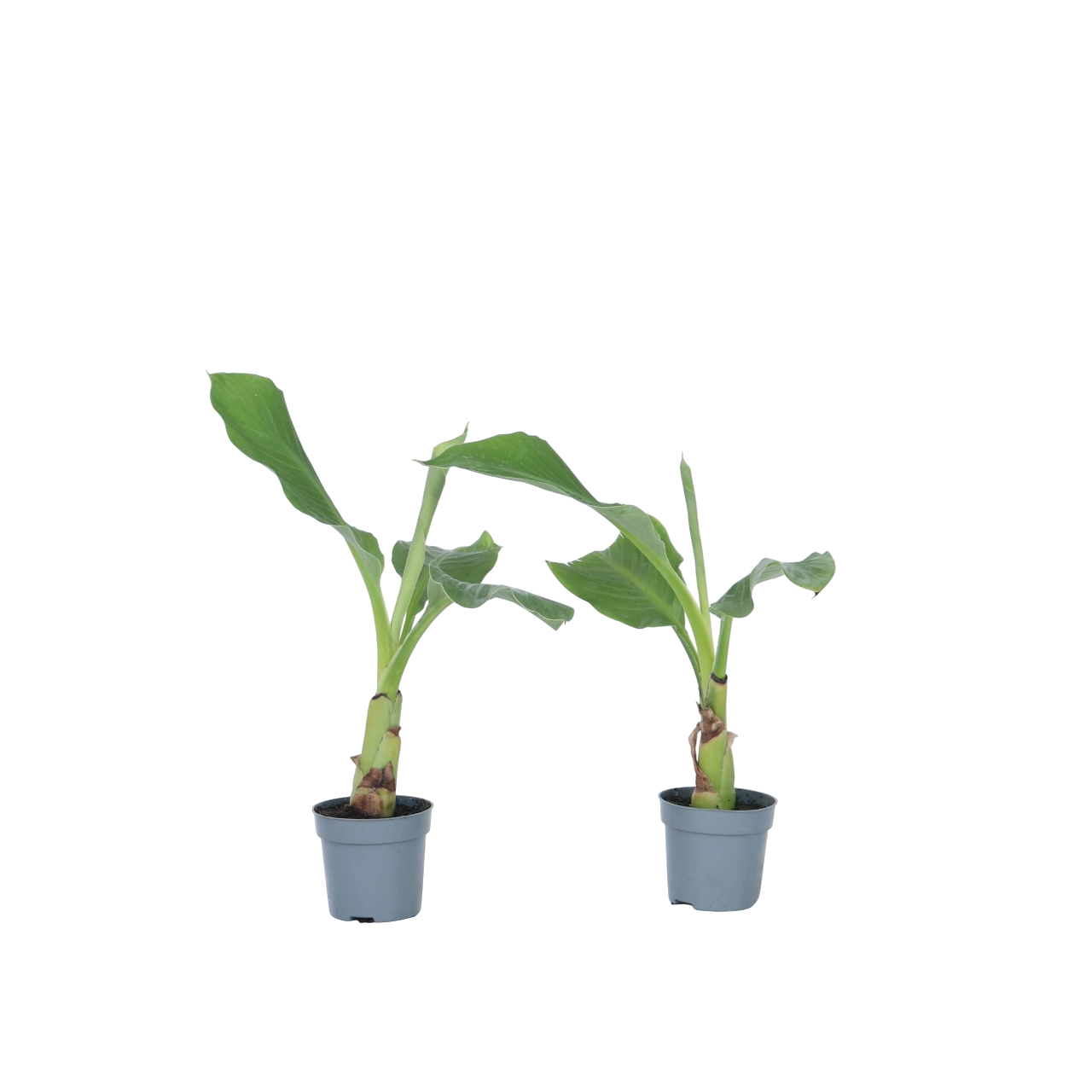 Silke-banan - Sæt med 2 - Musella lasiocarpa