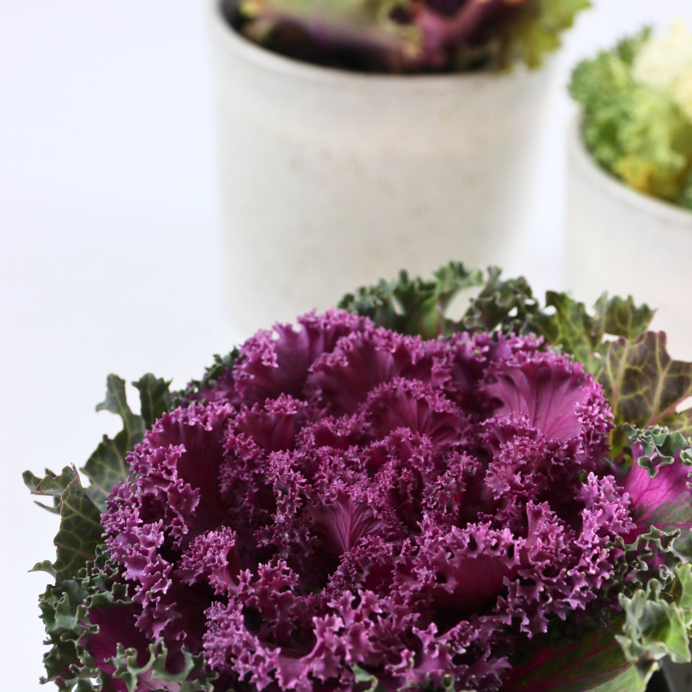 Prydkål - Sæt med 3 - Brassica oleracea