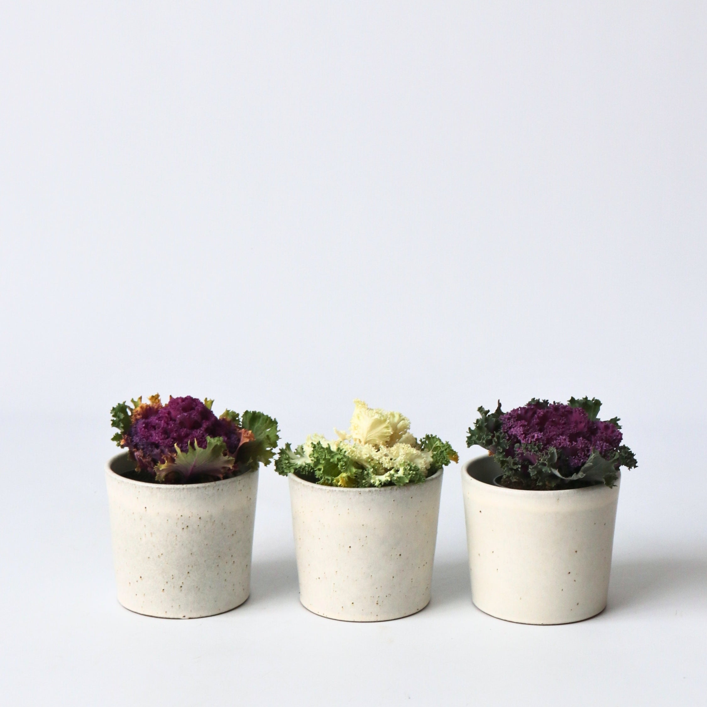 Prydkål - Sæt med 3 - Brassica oleracea