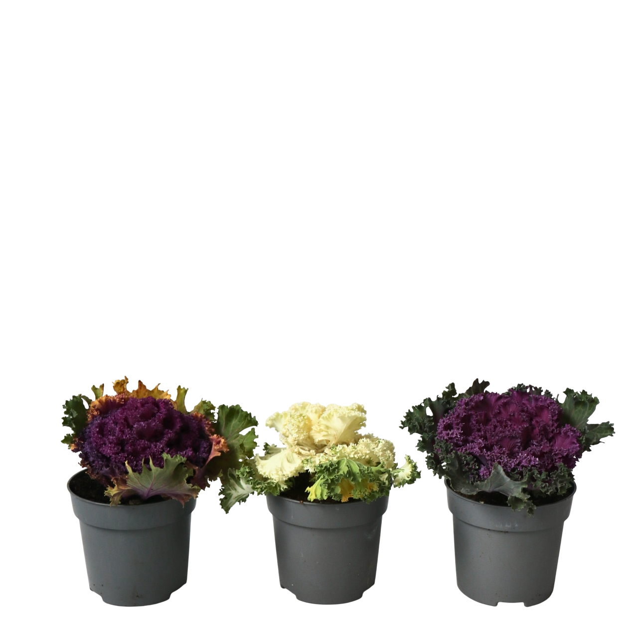 Prydkål - Sæt med 3 - Brassica oleracea