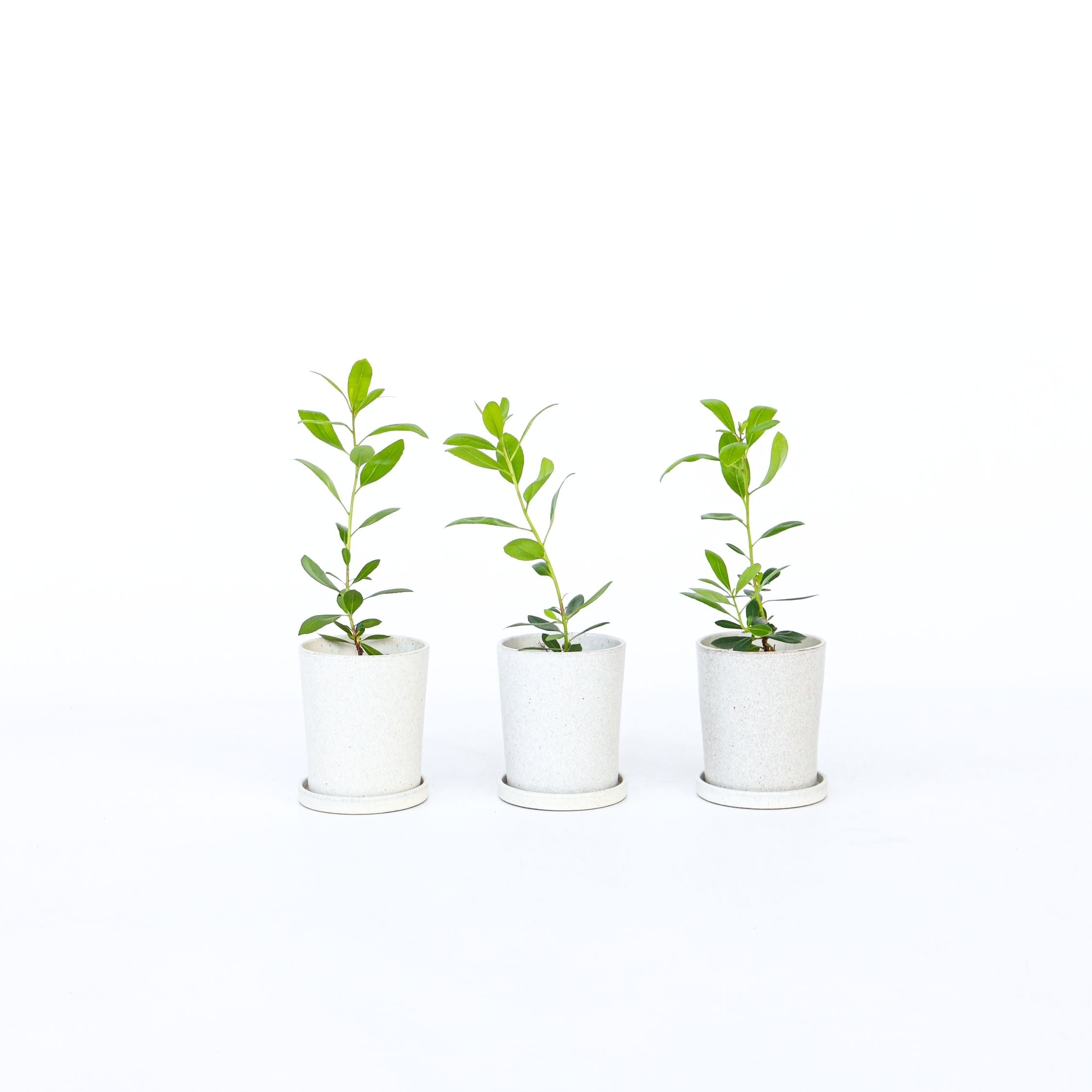 Jordbærtræ - Sæt med 3 - Arbutus 'Unedo'