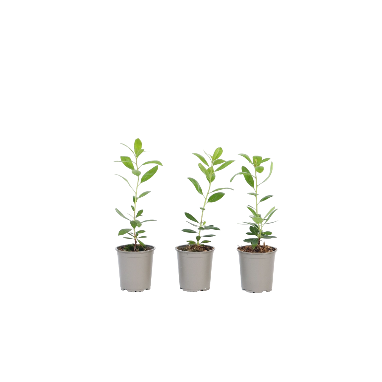 Jordbærtræ - Sæt med 3 - Arbutus 'Unedo'