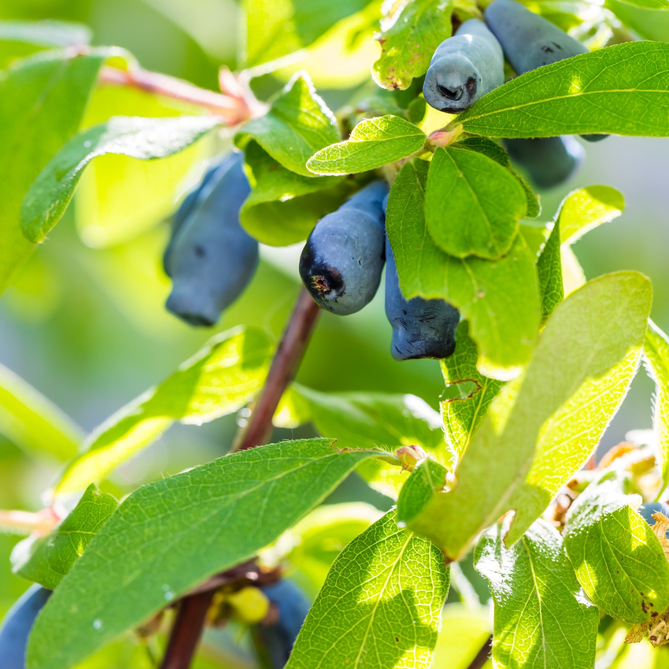 Sibirisk blåbær - Sæt med 3 - Lonicera kamtchatica