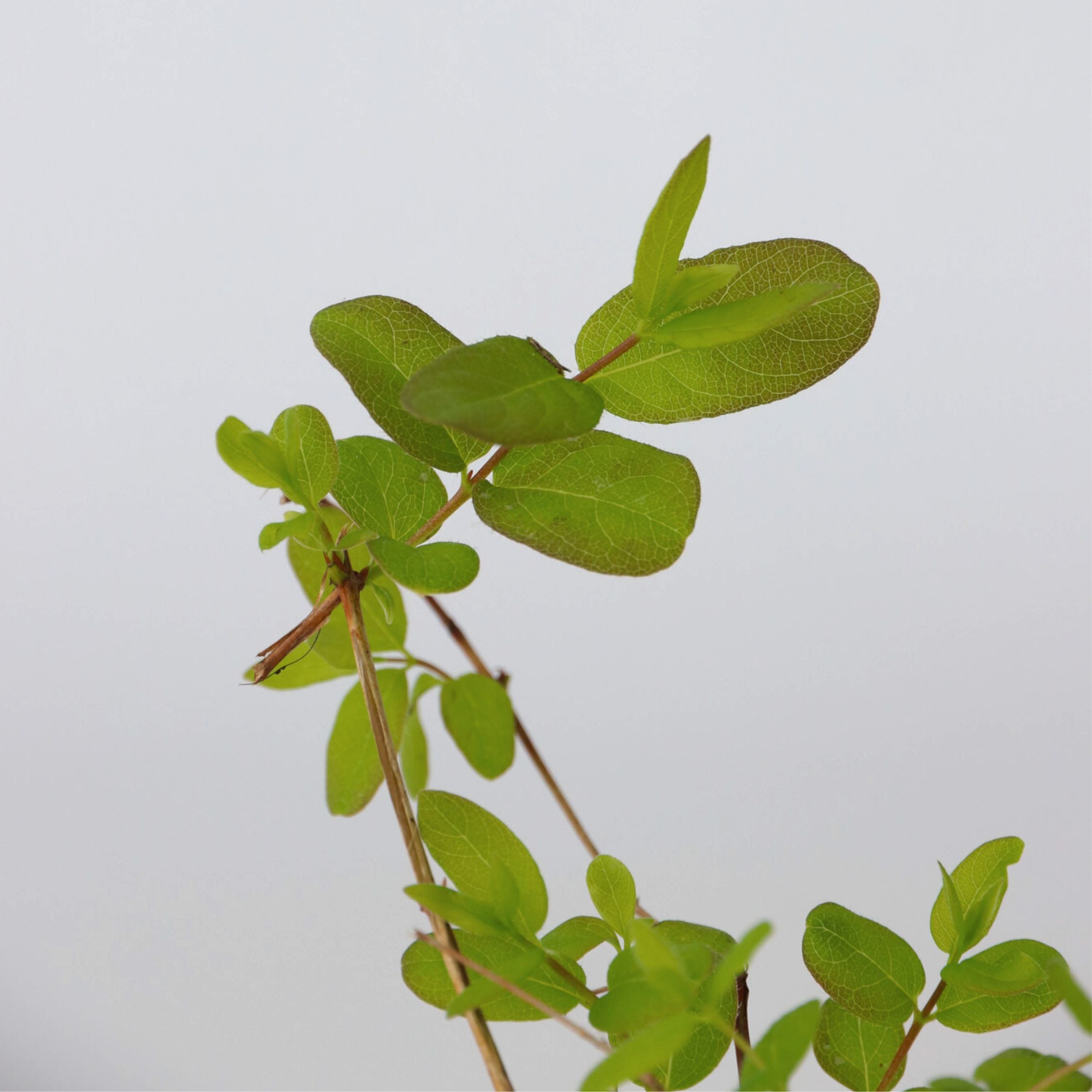 Sibirisk blåbær - Sæt med 3 - Lonicera kamtchatica