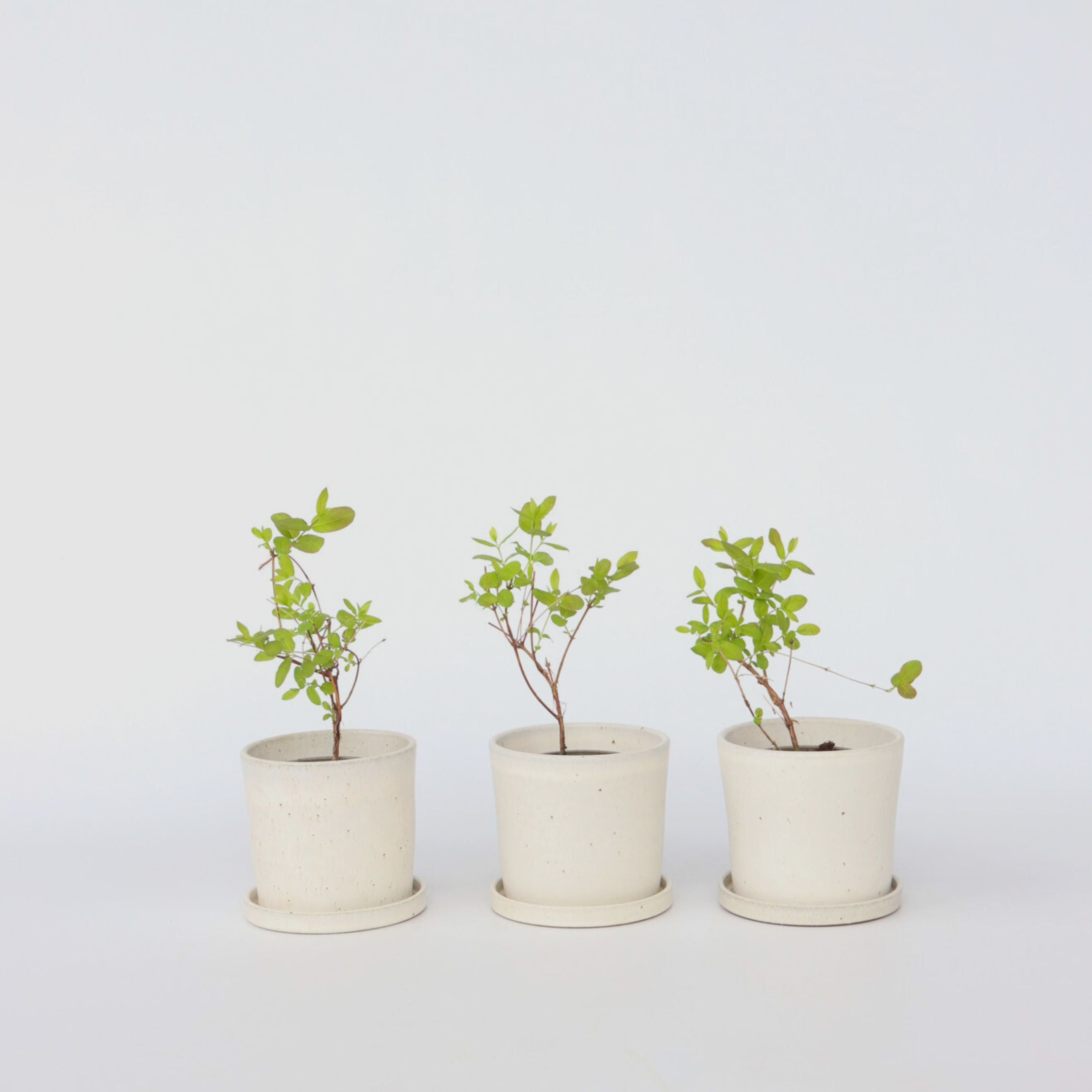 Sibirisk blåbær - Sæt med 3 - Lonicera kamtchatica