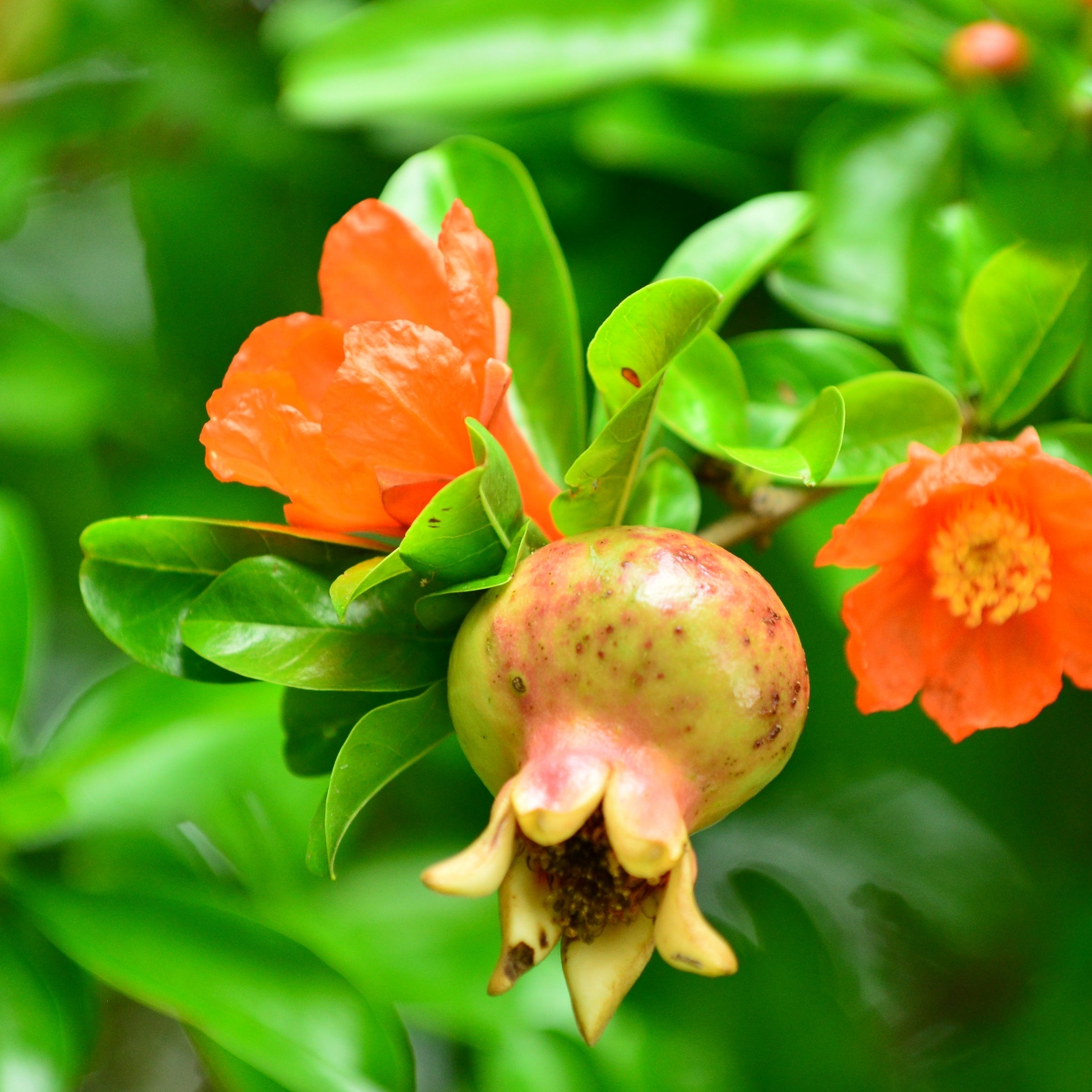 Granatæble - Sæt med 3 - Punica granatum