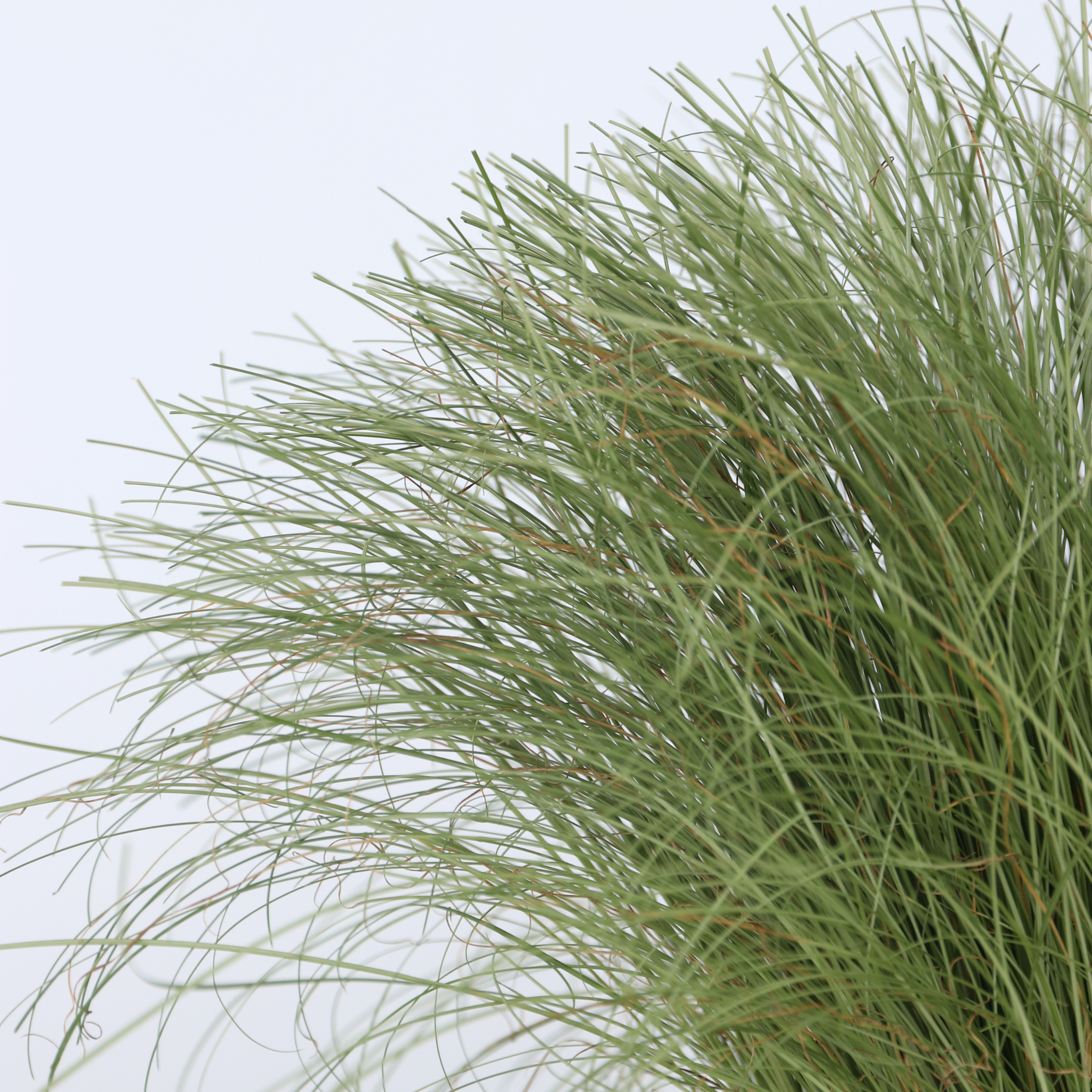 Star - Sæt med 6 - Carex 'Amazon Mist'