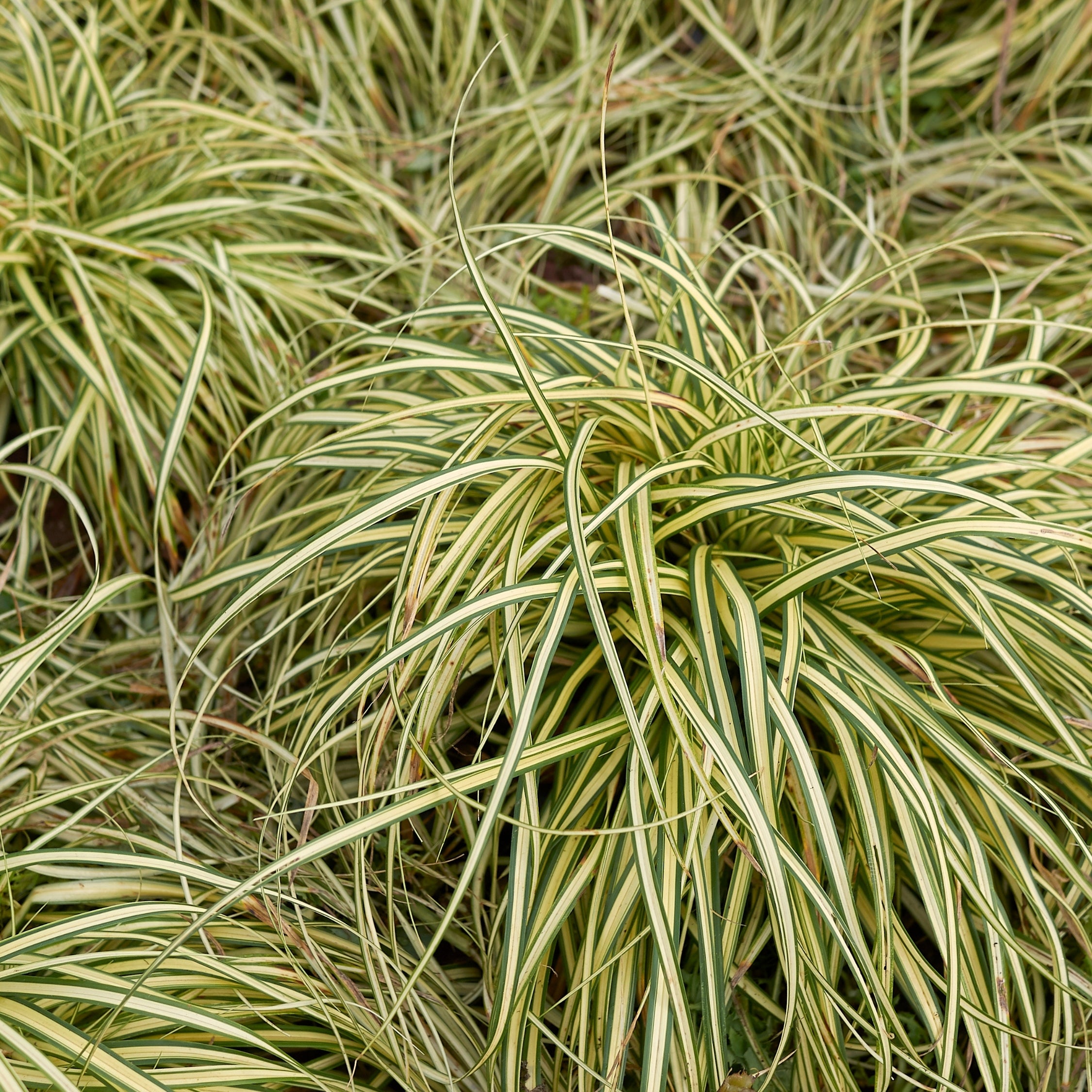 Star - Sæt med 6 - Carex 'Amazon Mist'