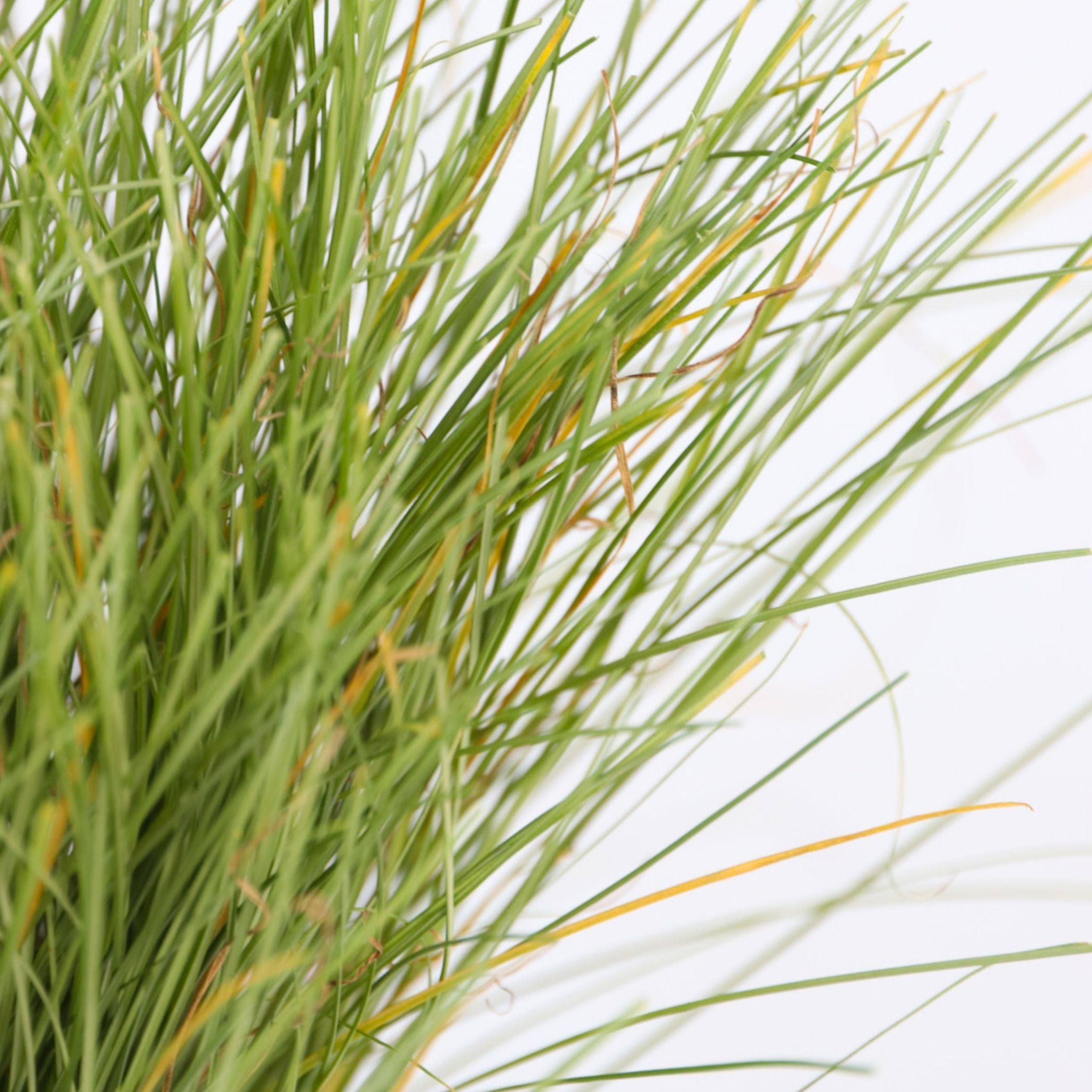 Star - Sæt med 6 - Carex 'Amazon Mist'