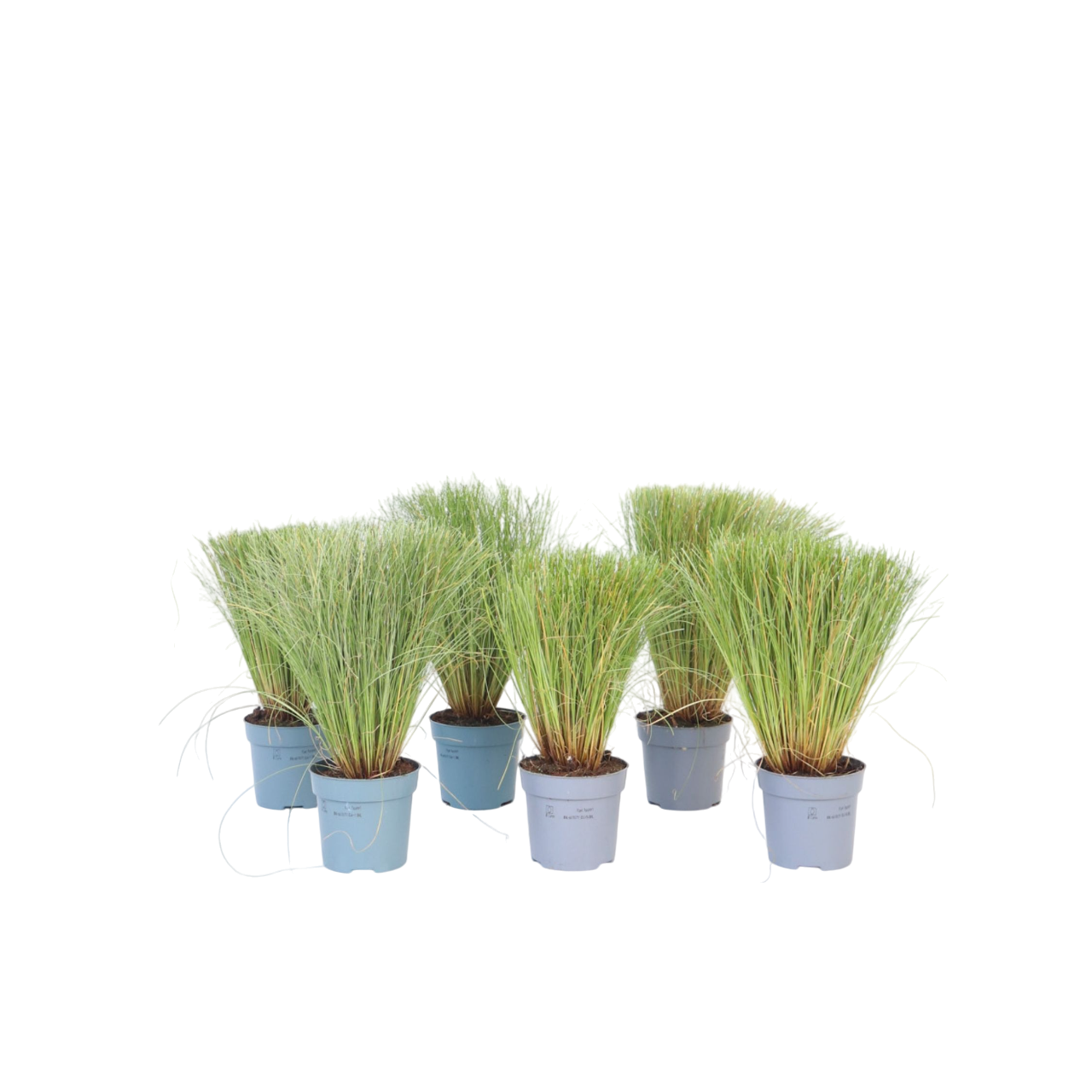 Star - Sæt med 6 - Carex 'Amazon Mist'