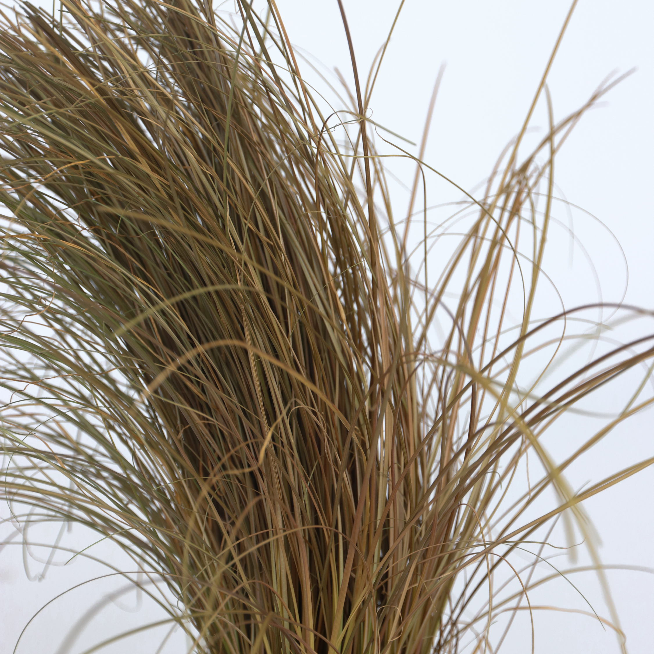 Prydnadsgræspaket - Sæt med 6 - Stipa, Festuca, Carex