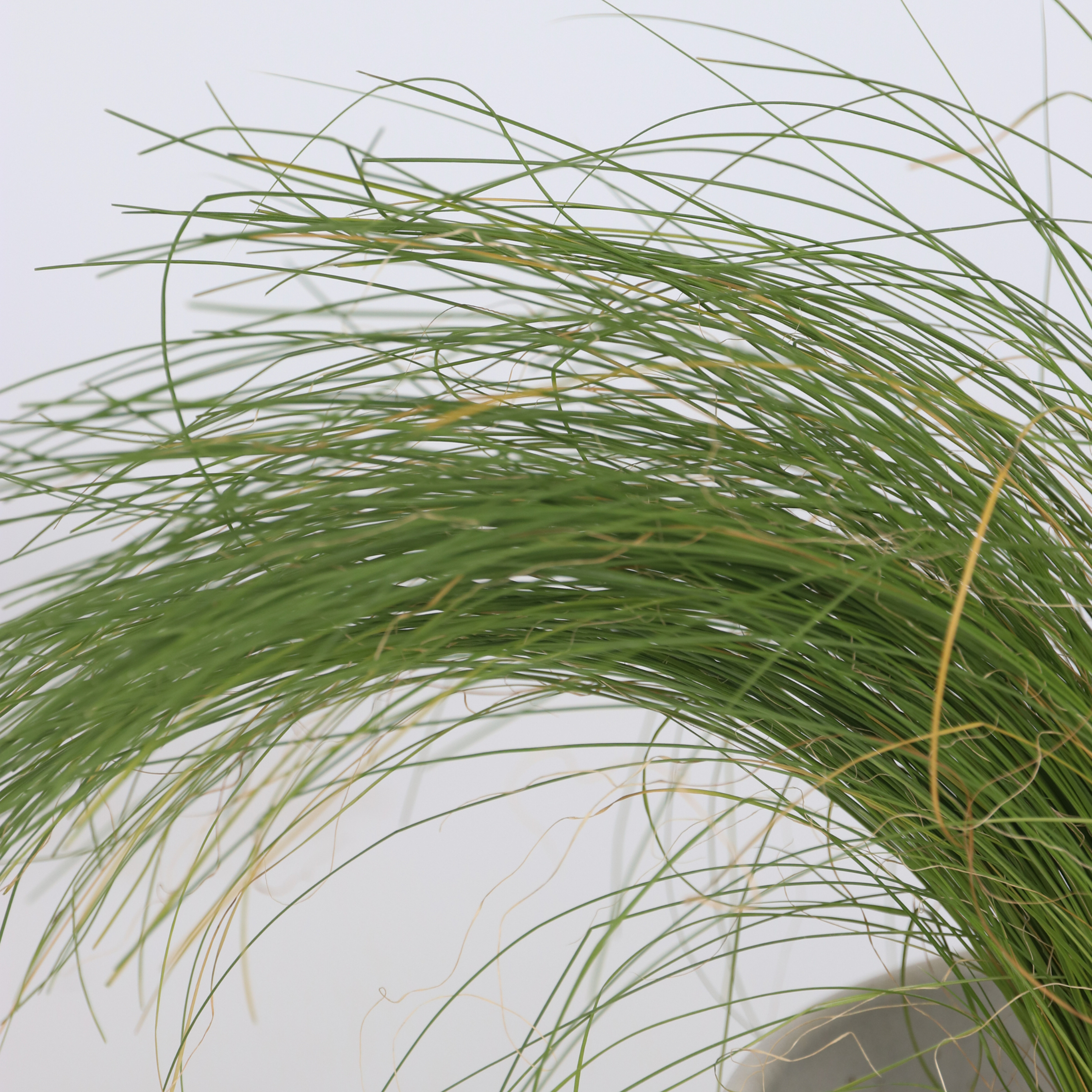 Prydnadsgræspaket - Sæt med 6 - Stipa, Festuca, Carex