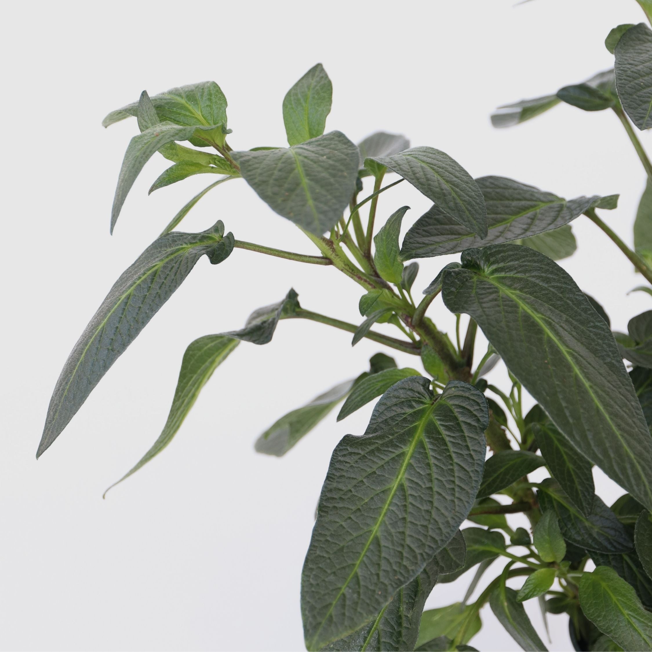 Pæremelon - Sæt med 3 - Solanum Muricatum 'Pepino gold'